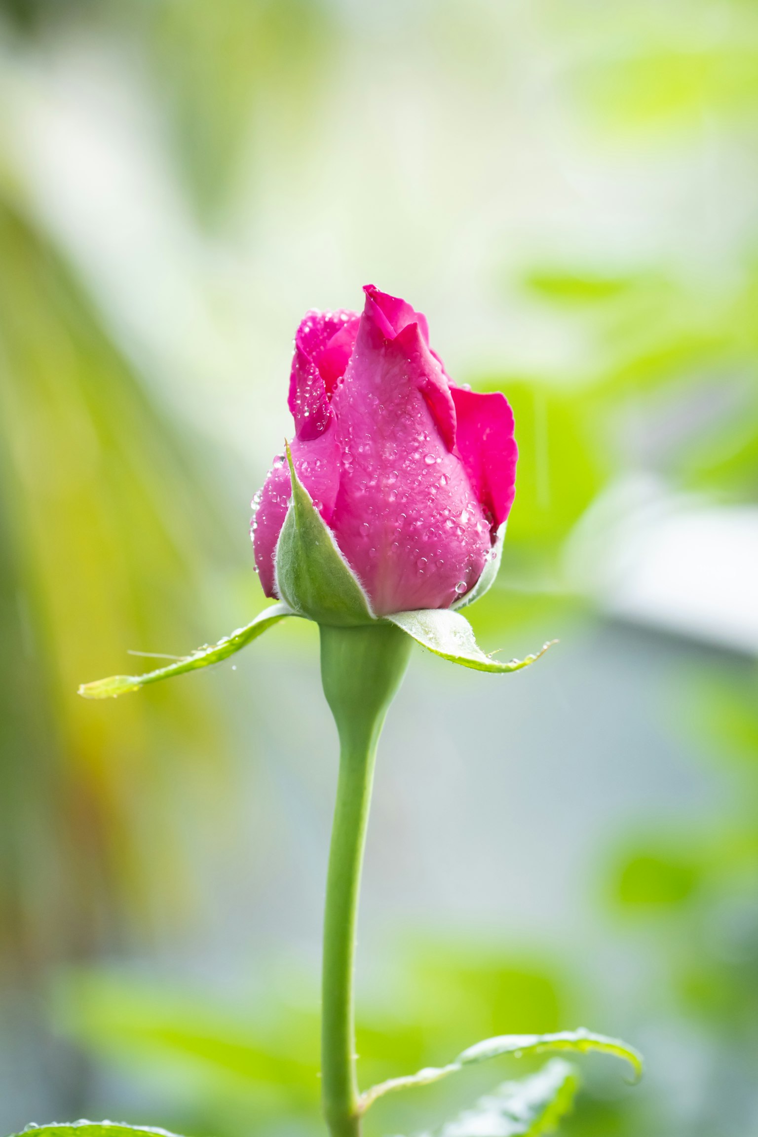 Bellissimo bocciolo di rosa rosa su sfondo verde