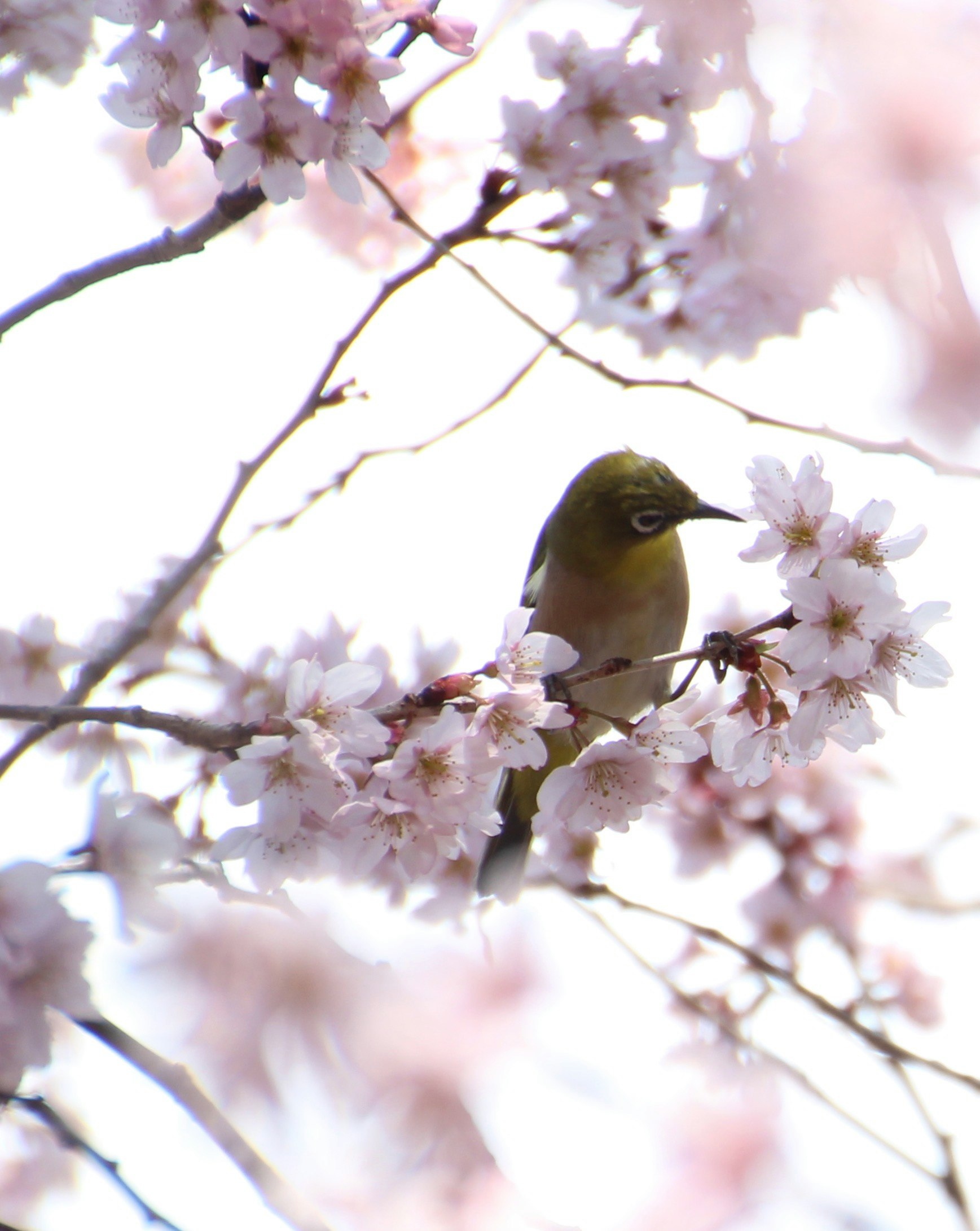A small bird perched among cherry blossoms in spring memories