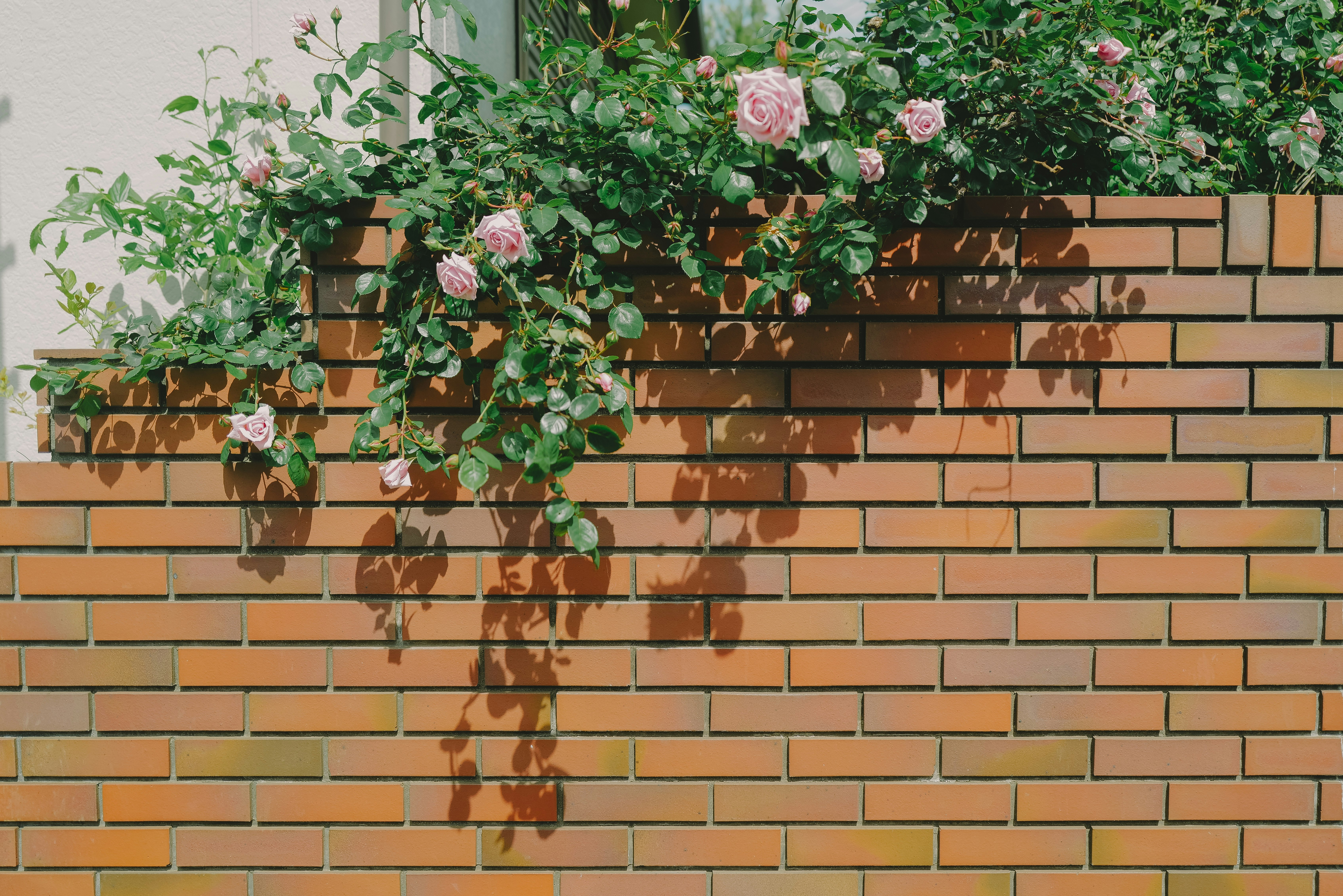 Rosas rosadas y enredaderas sobre un muro de ladrillo