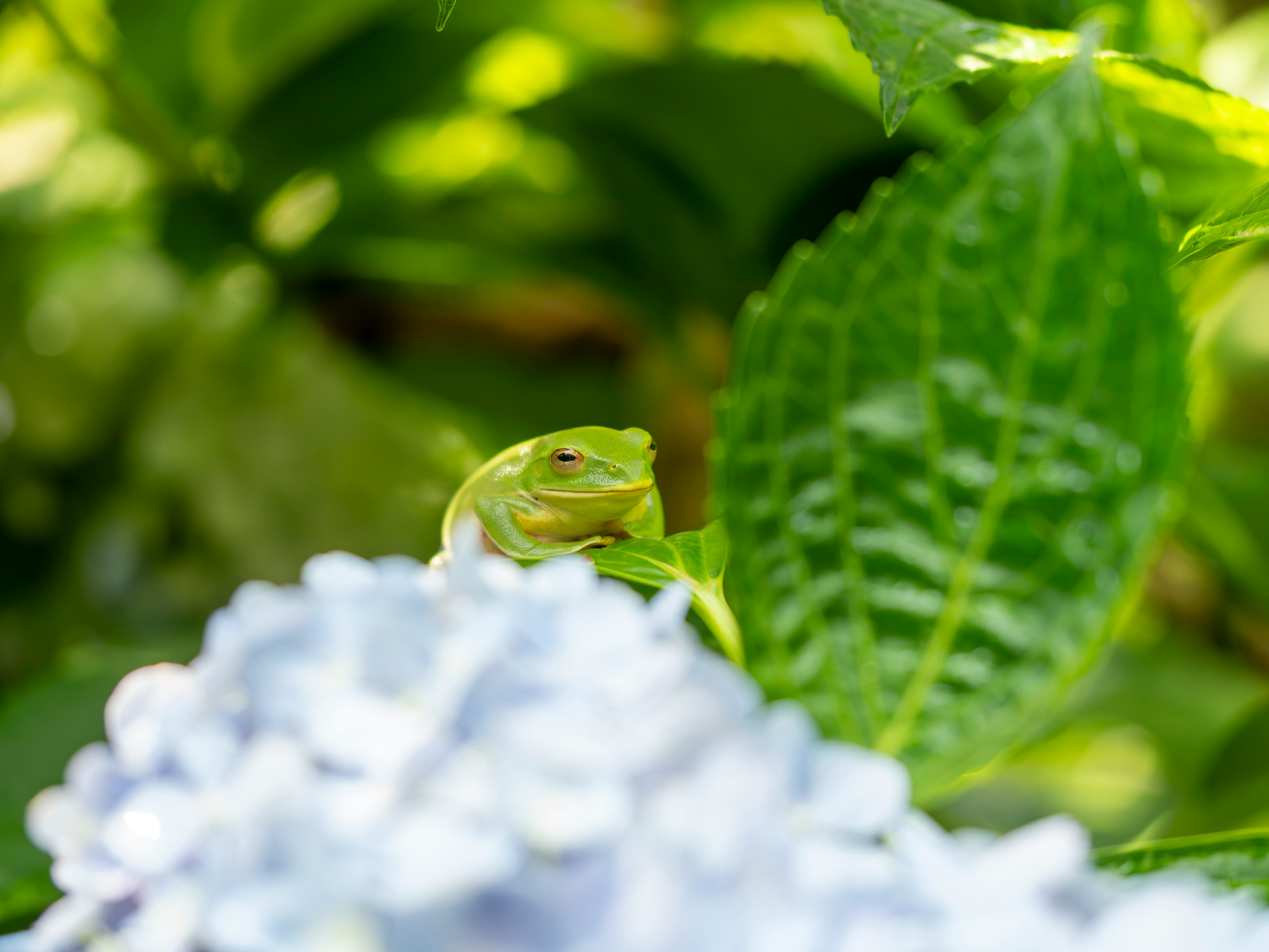モリアオガエルと紫陽花のある梅雨の庭