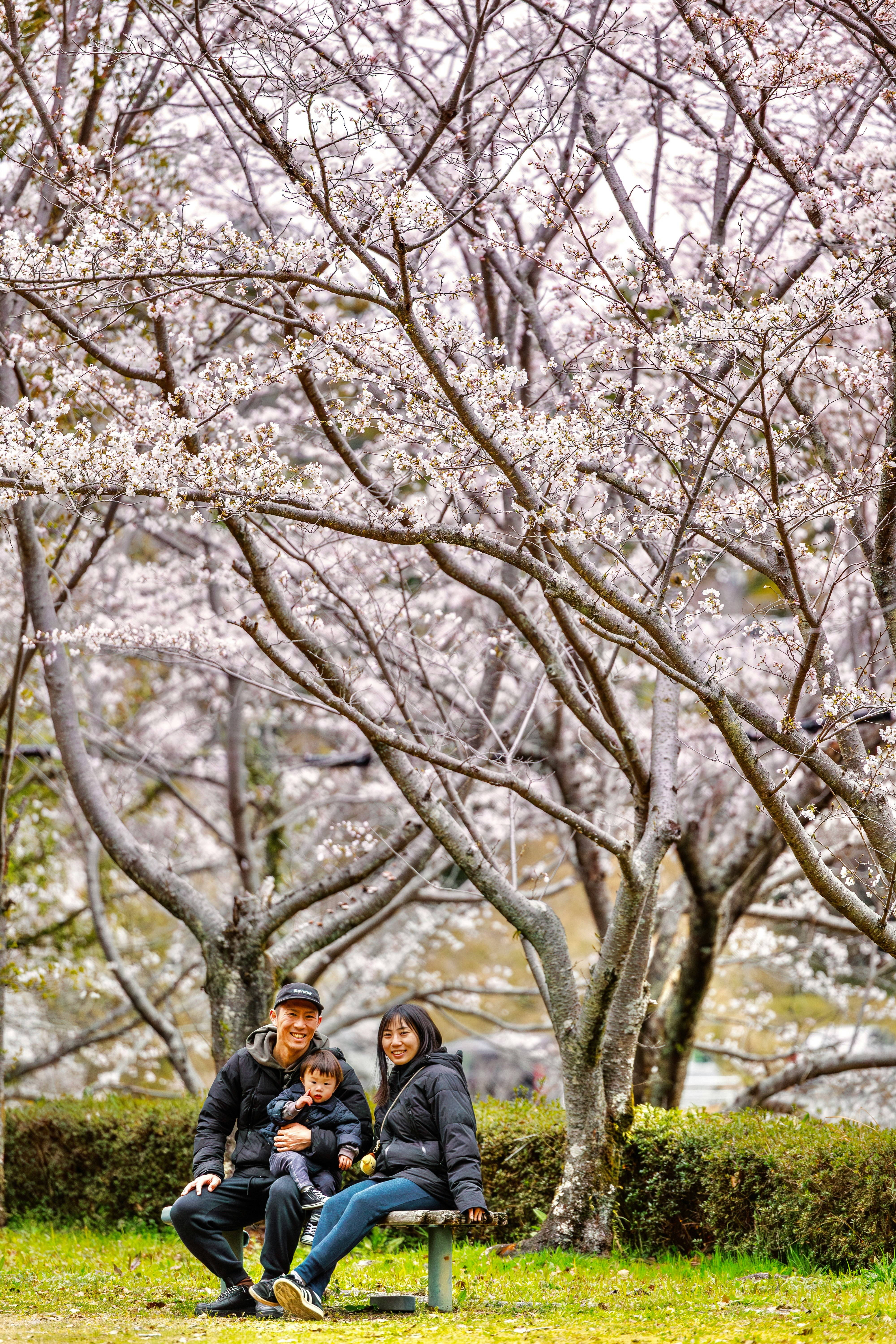 満開の桜の木の下で家族がベンチに座る春の風景
