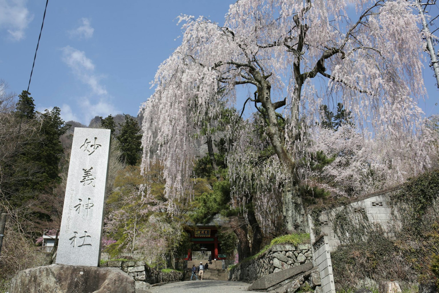 Pemandangan indah dengan pohon sakura dan gerbang batu
