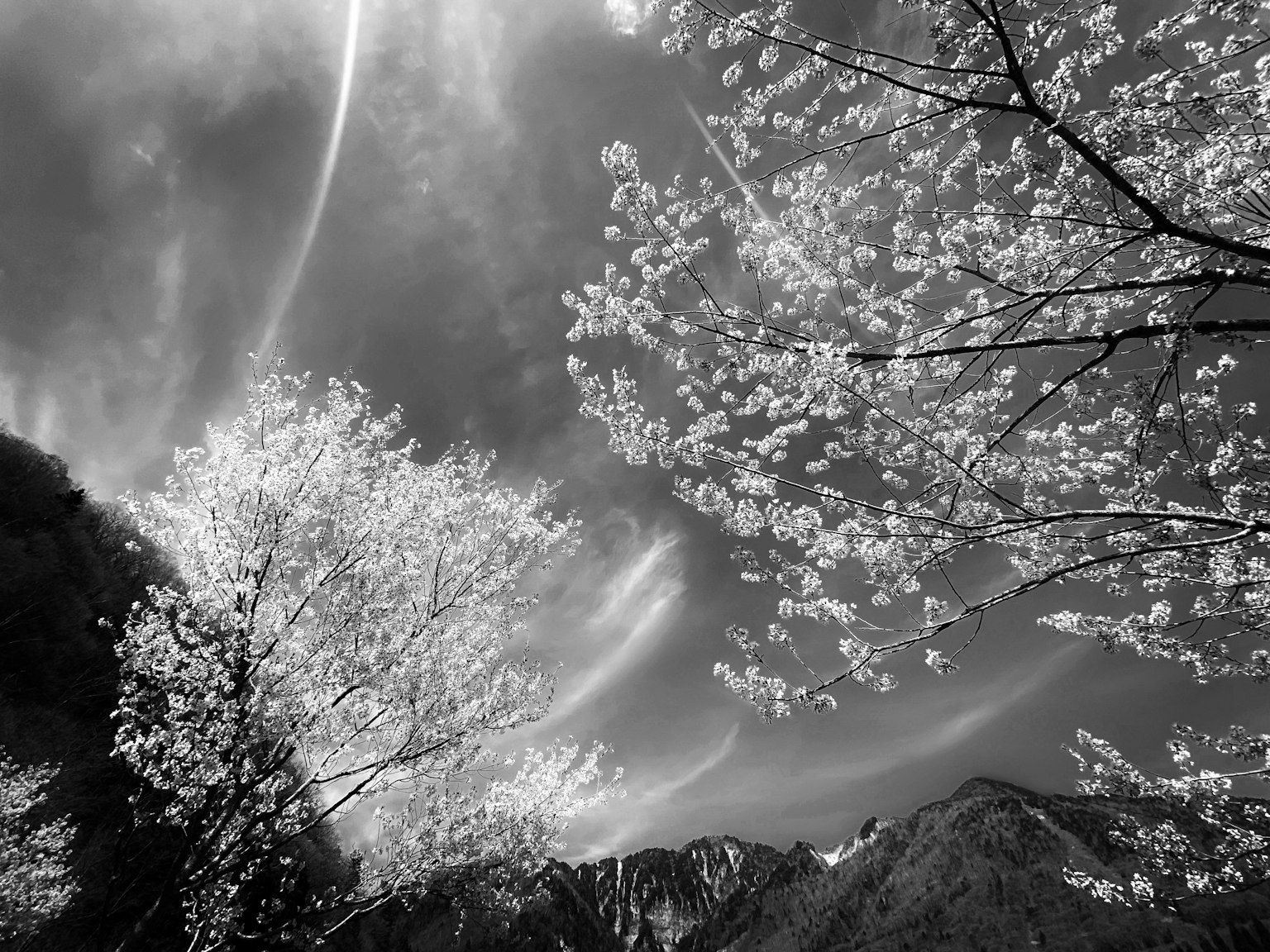 黑白風景，櫻花樹和山脈的輪廓