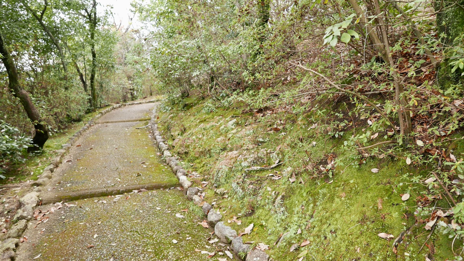Chemin pavé dans une forêt luxuriante avec de la mousse et diverses plantes sur les côtés