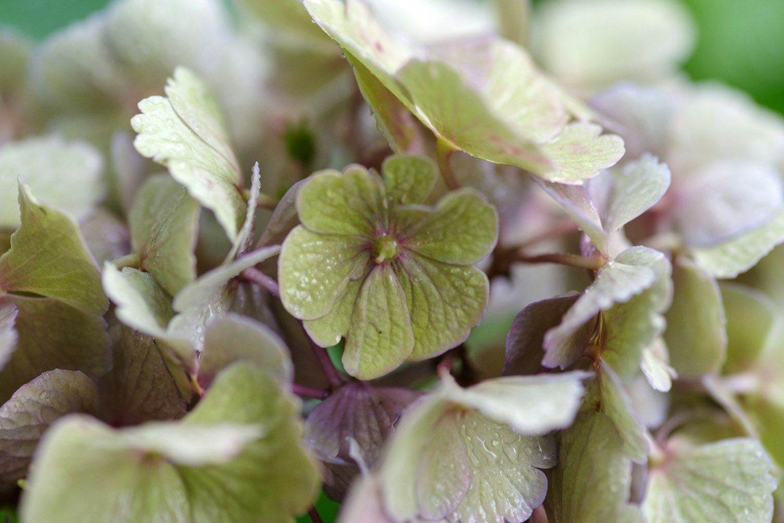 Gros plan sur des pétales de hortensia délicats et pâles