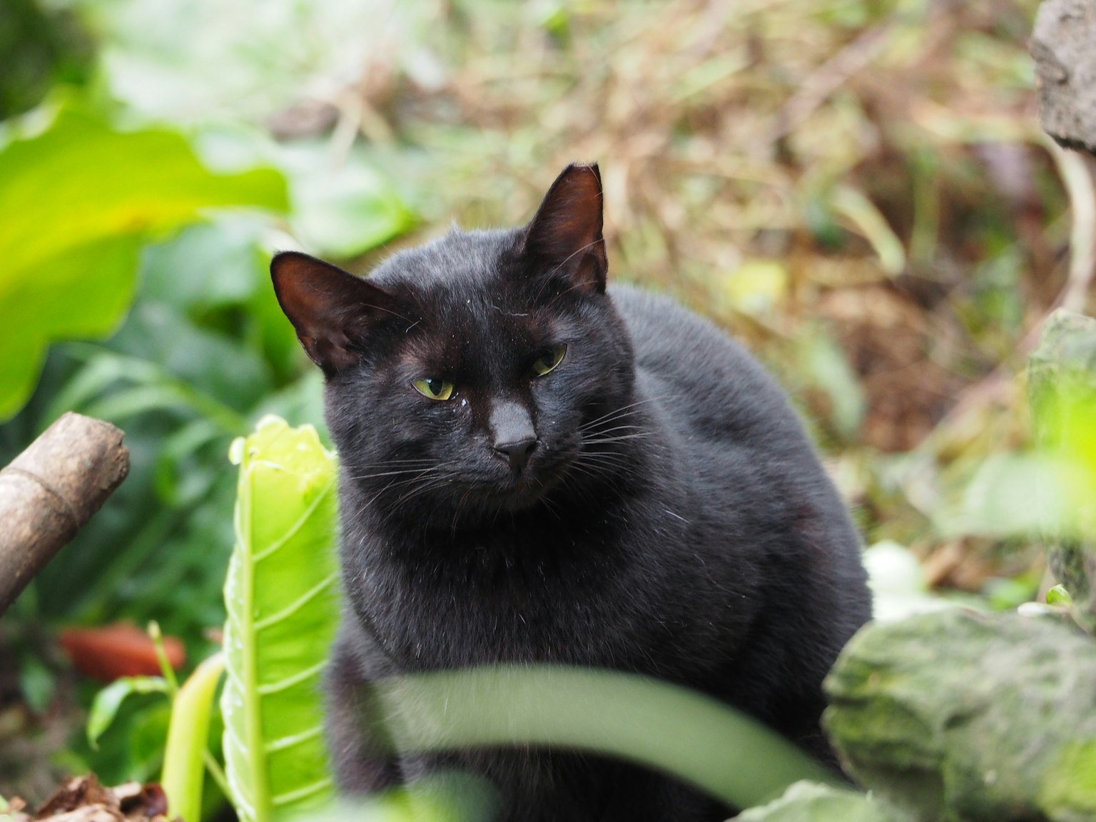 Kucing hitam duduk di antara daun hijau