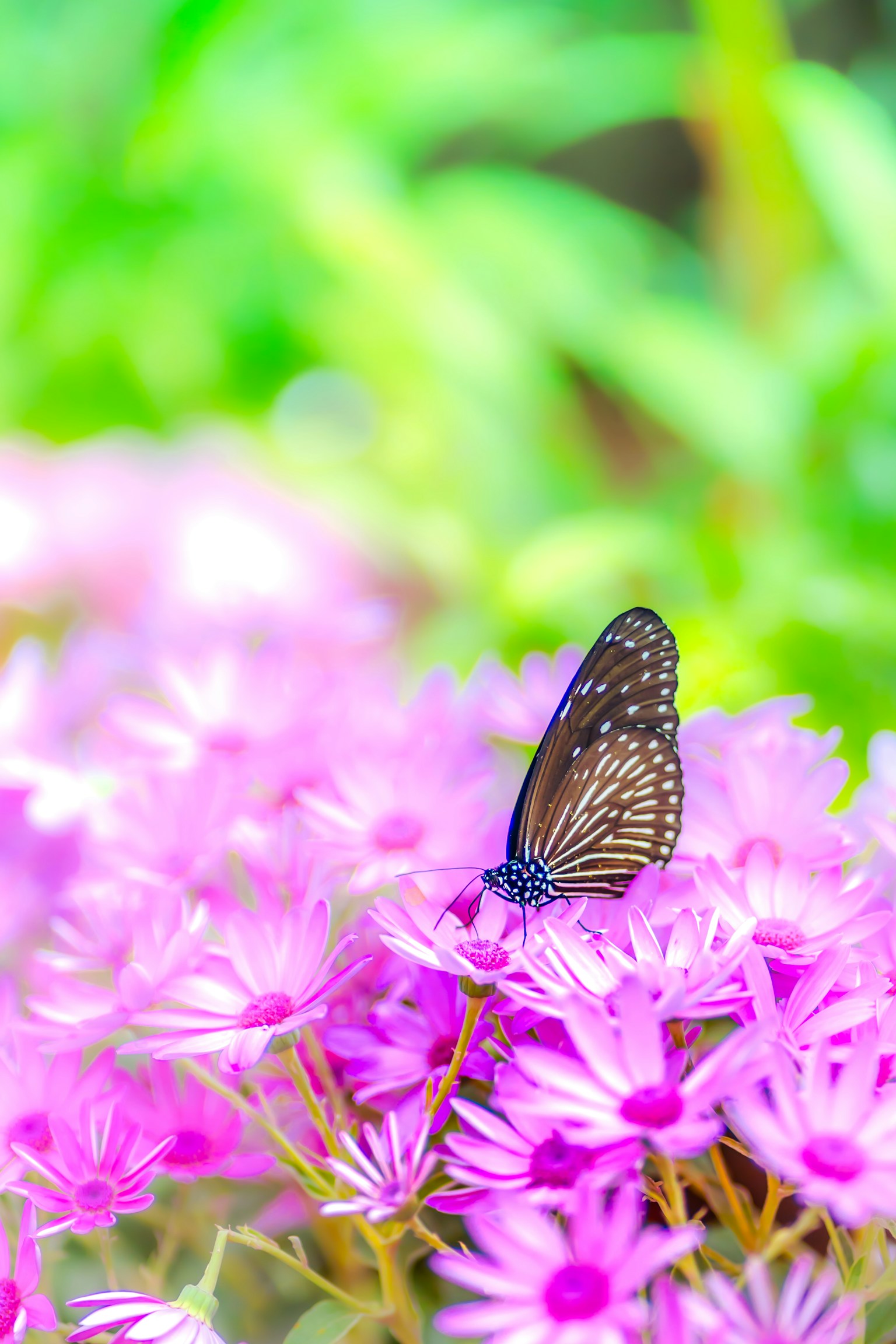 Close-up photo of a butterfly on purple flowers