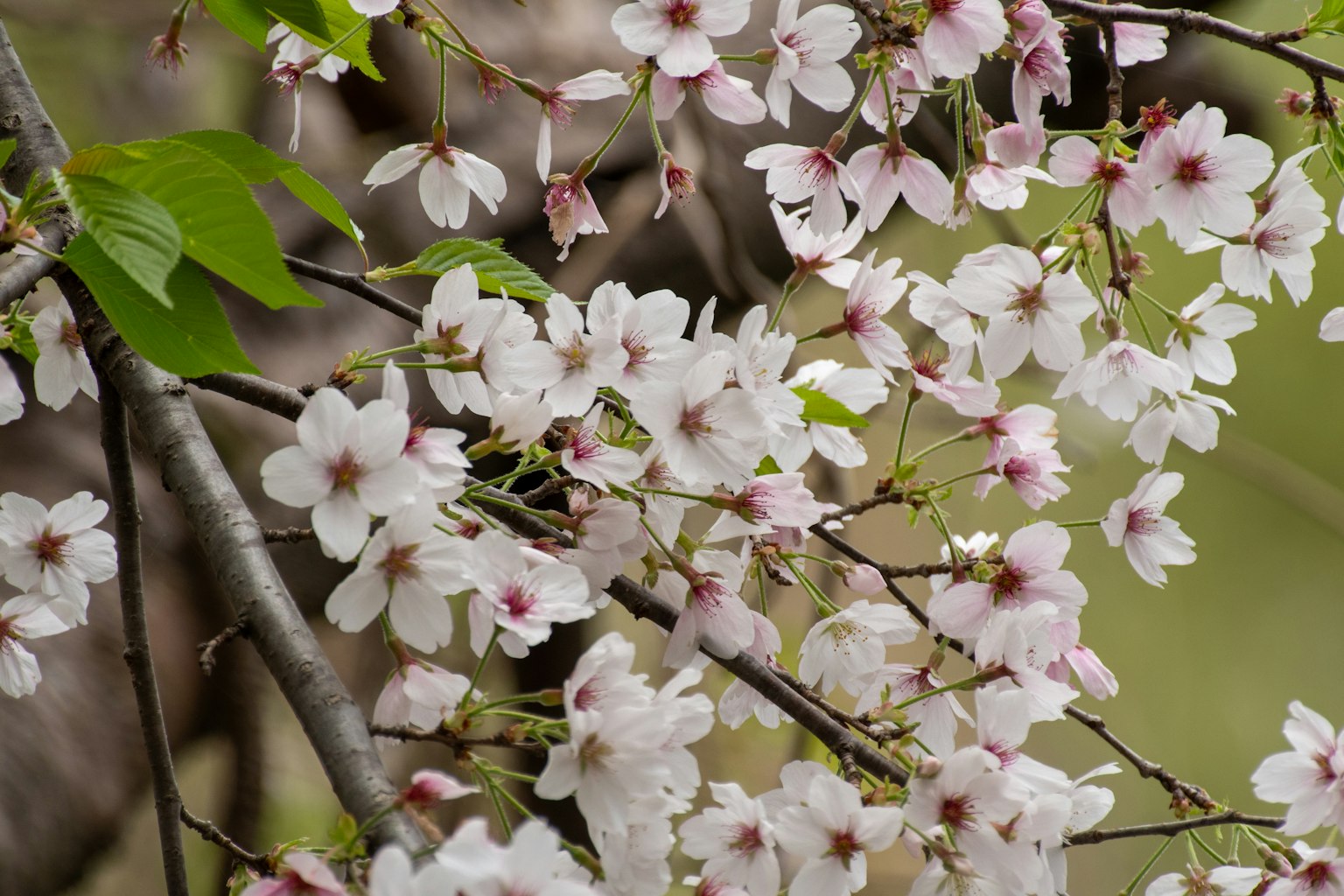 樱花在树枝上的特写
