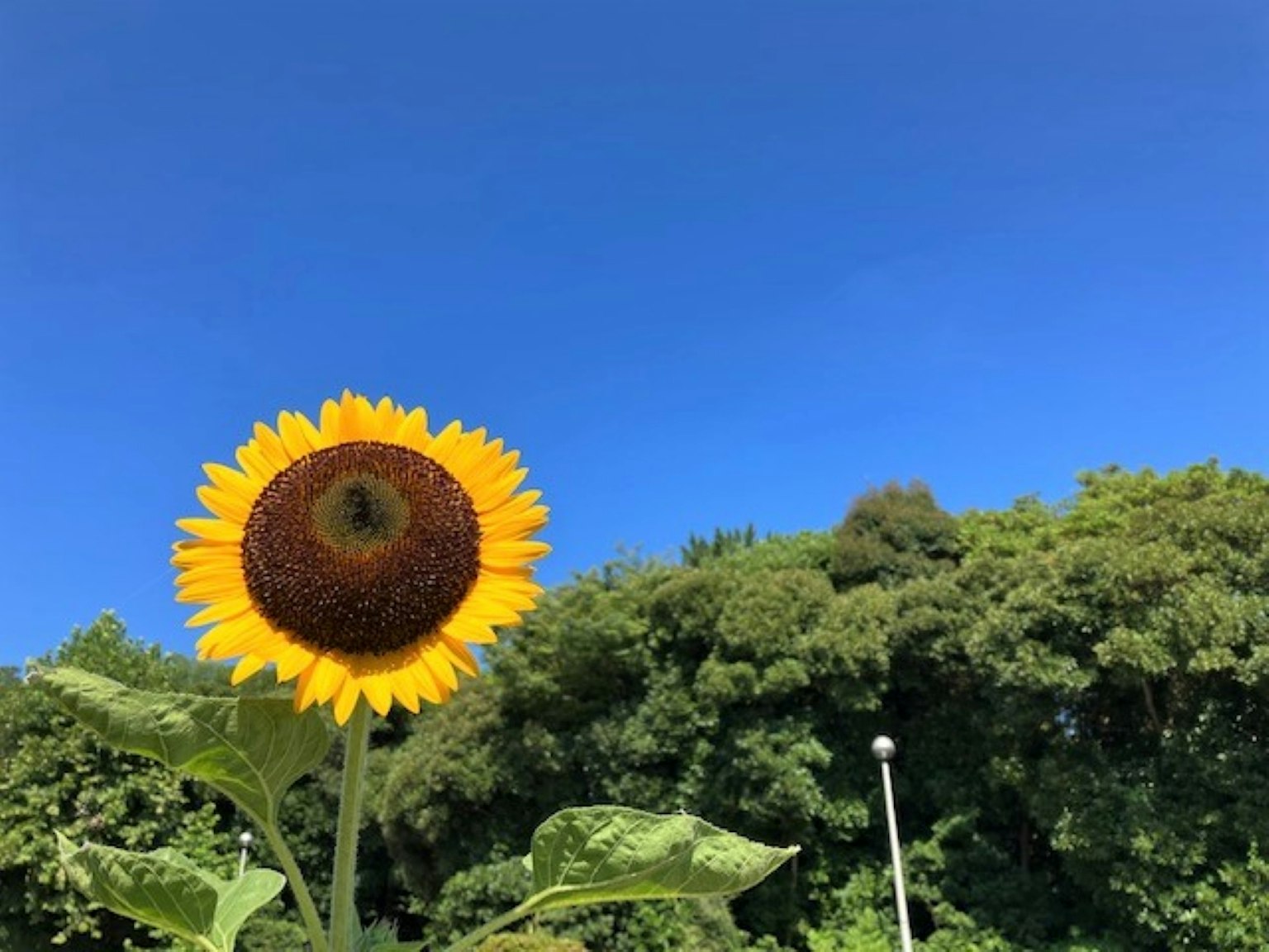 Un hermoso girasol floreciendo bajo un cielo azul claro