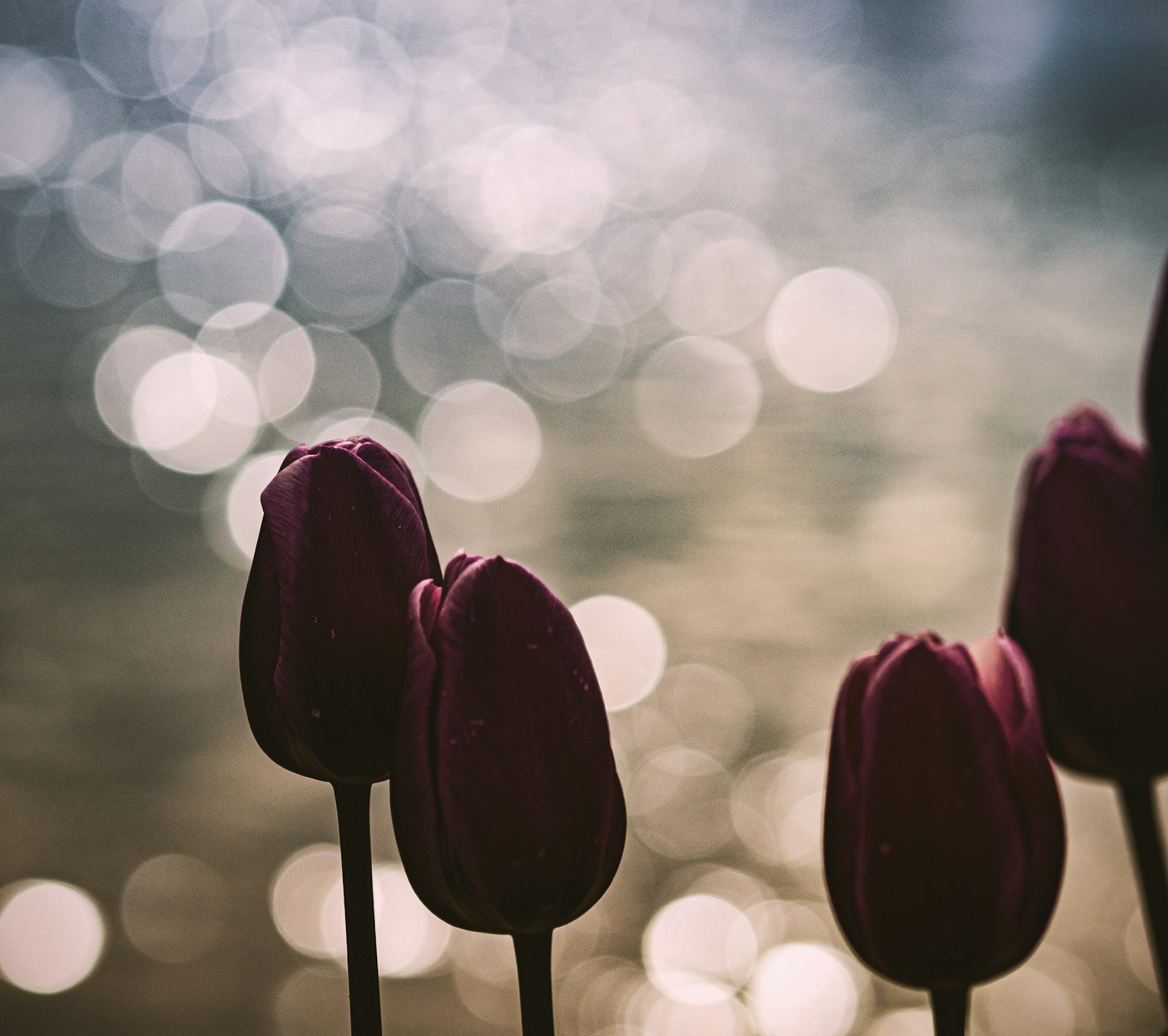 Hoa tulip màu tím trước bề mặt nước mờ