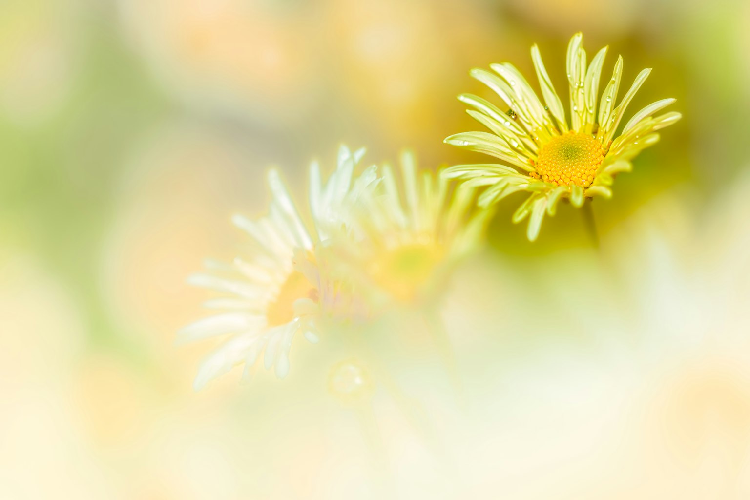 부드러운 흐릿한 배경의 노란 꽃 클로즈업
