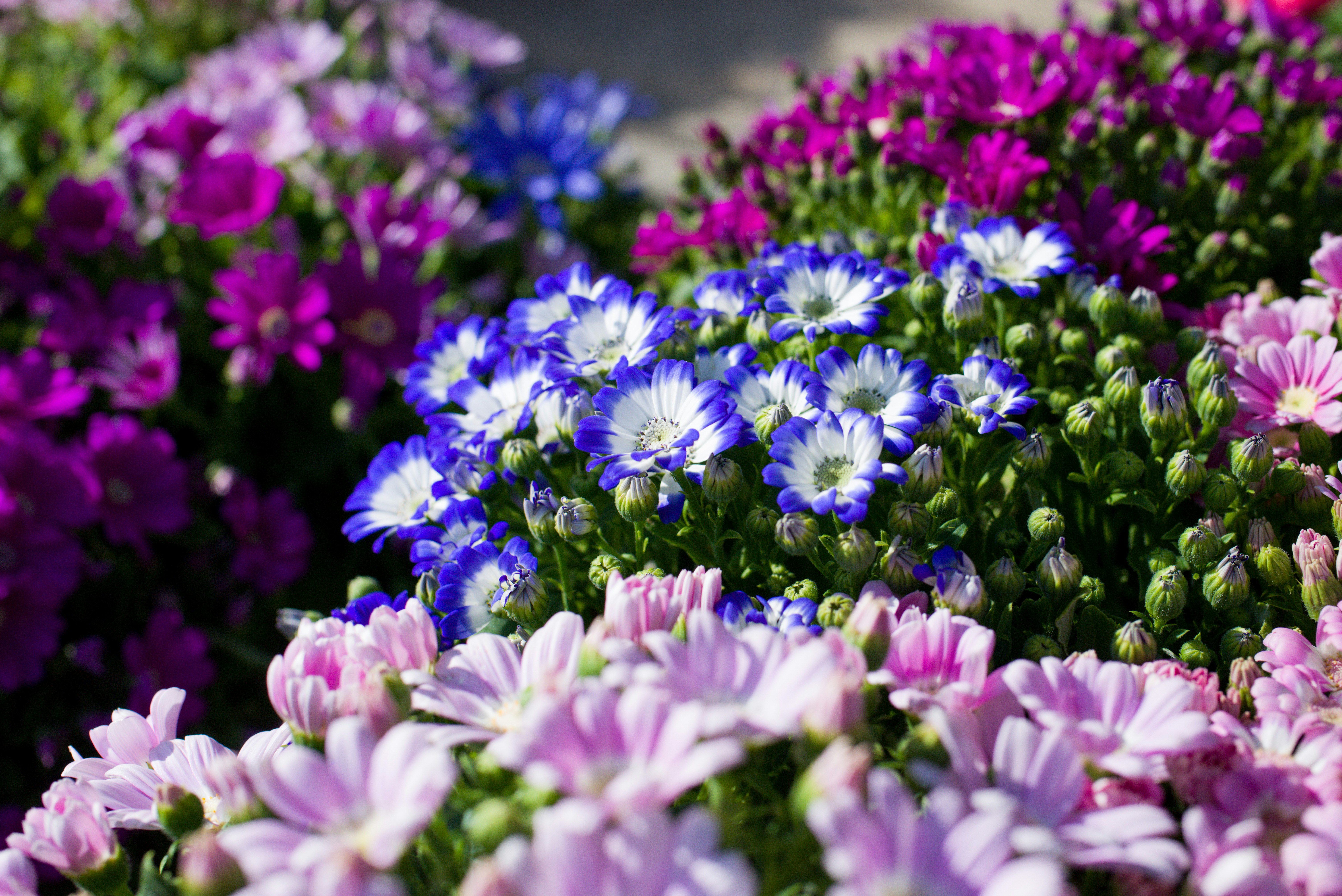 色とりどりの春の花が咲き並ぶ花壇