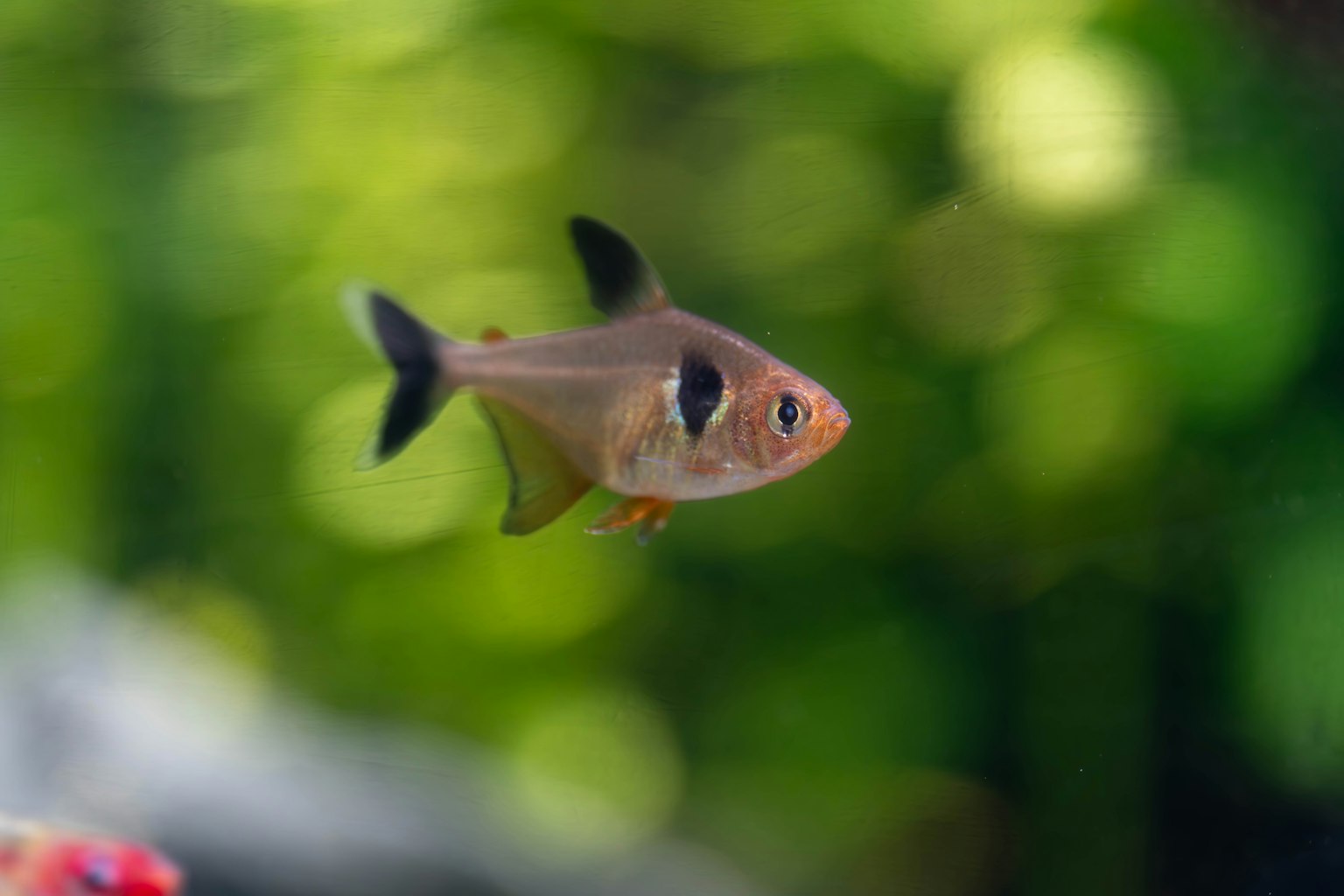 Primo piano di un piccolo pesce che nuota in un acquario con uno sfondo verde brillante