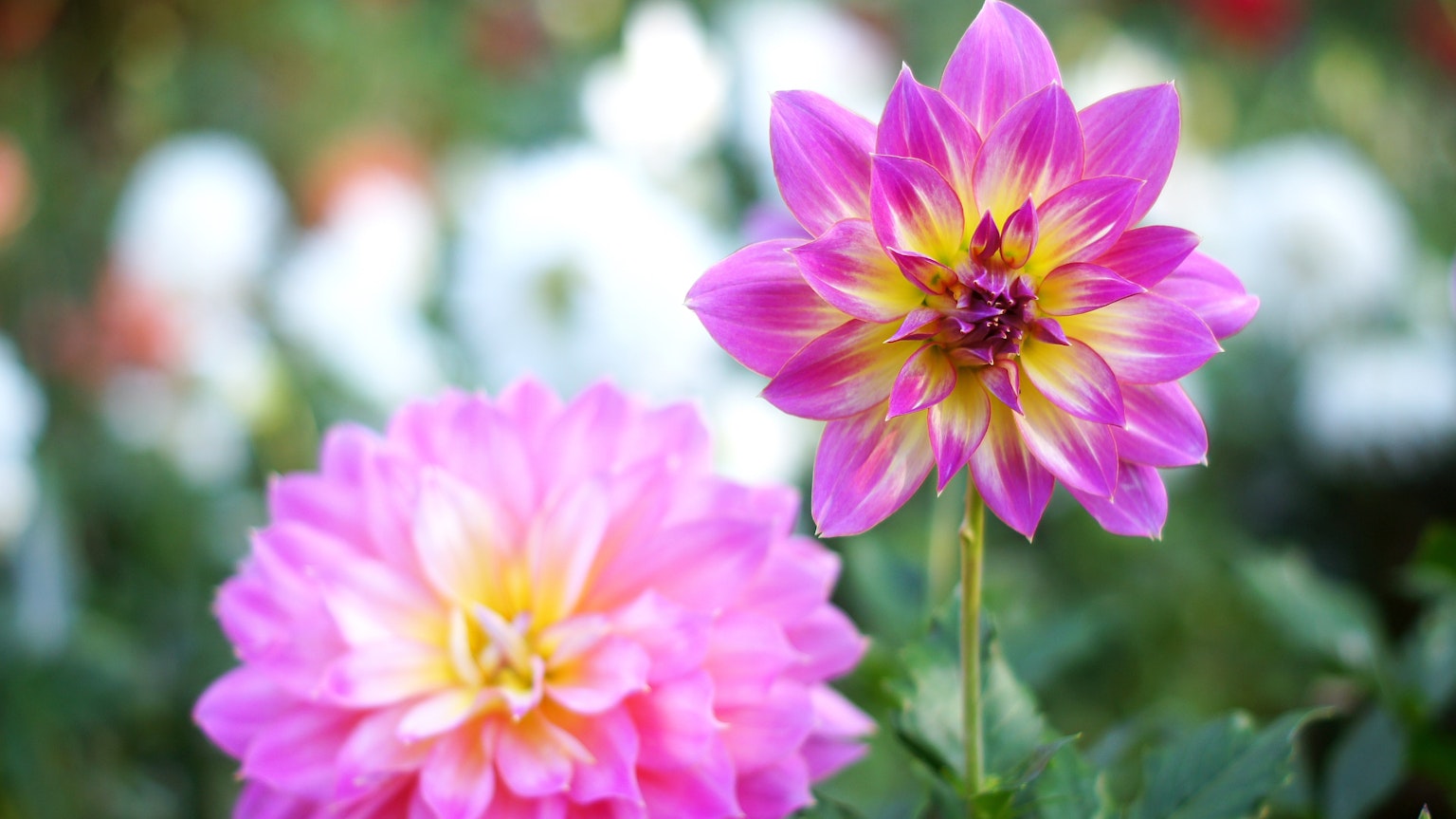 Lebendige rosa Dahlienblüten mit verschwommenem Hintergrund von weißen Blumen