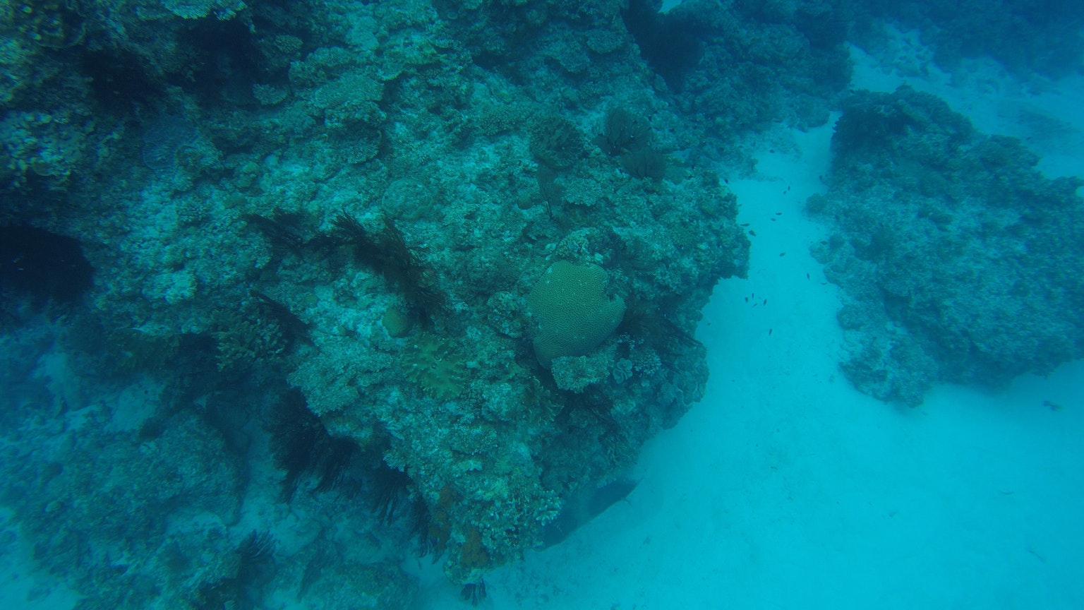 Escena submarina con rocas y corales en el océano azul