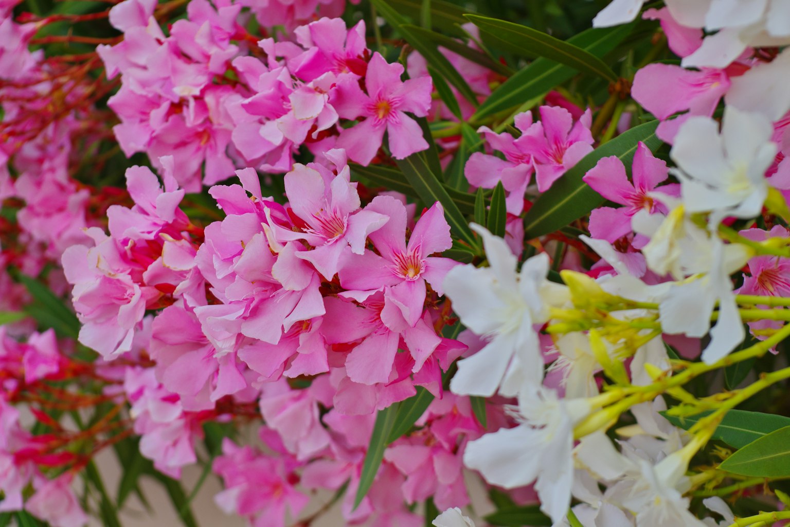 Fiori rosa e bianchi vibranti in piena fioritura che mostrano la bellezza naturale