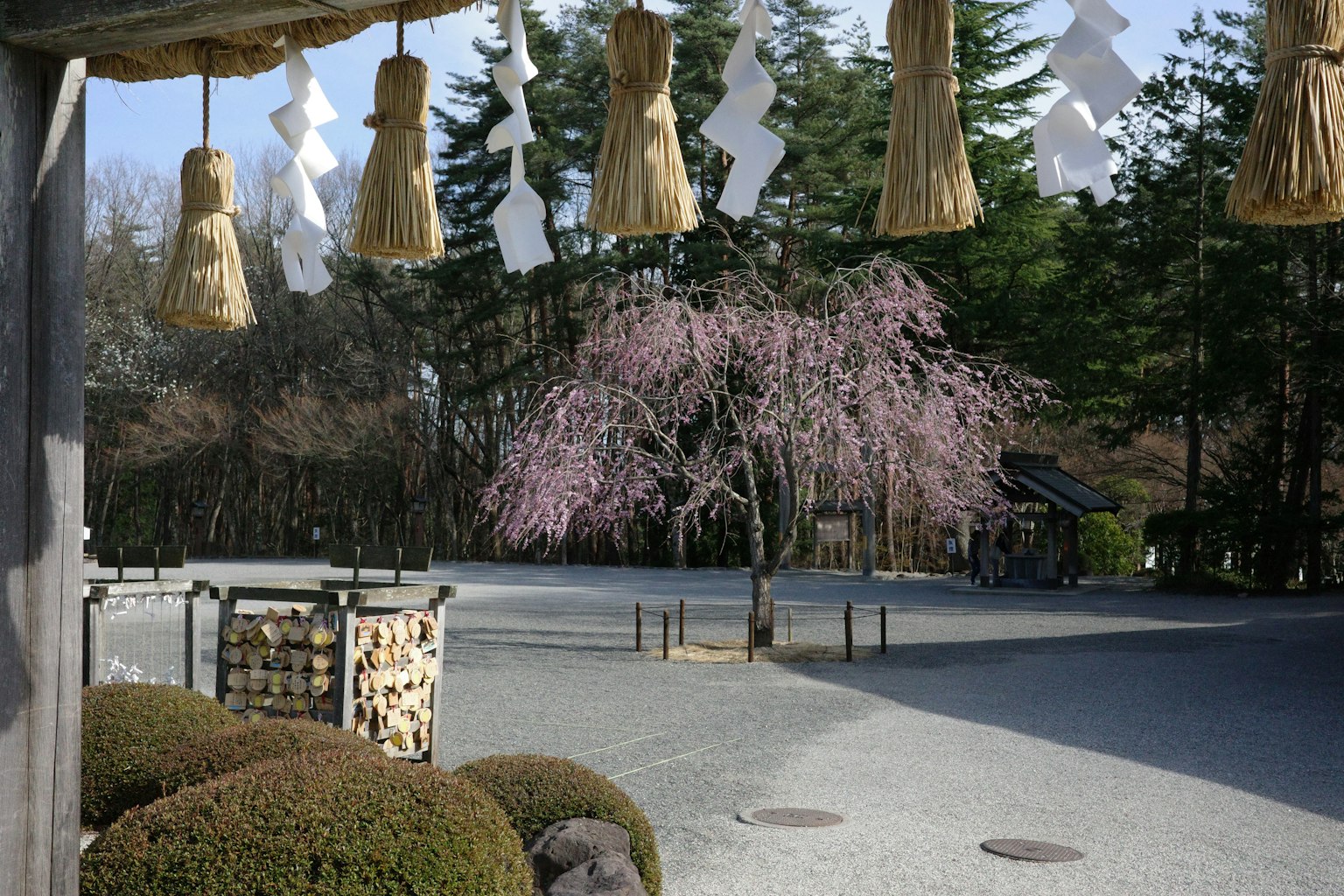 Scena serena di santuario con un albero di ciliegio in fiore e ornamenti di paglia appesi