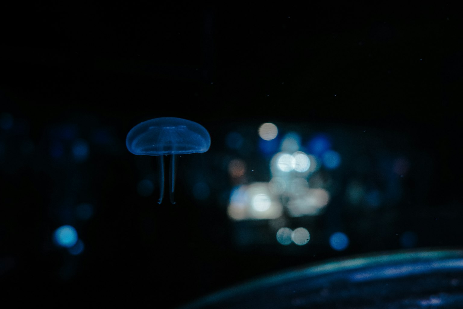 在黑暗背景中漂浮的藍色水母