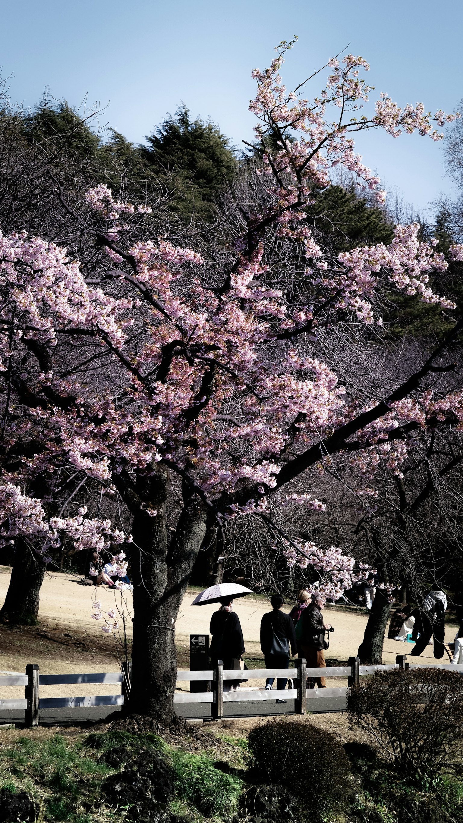 Pohon sakura berbunga dengan orang-orang berjalan