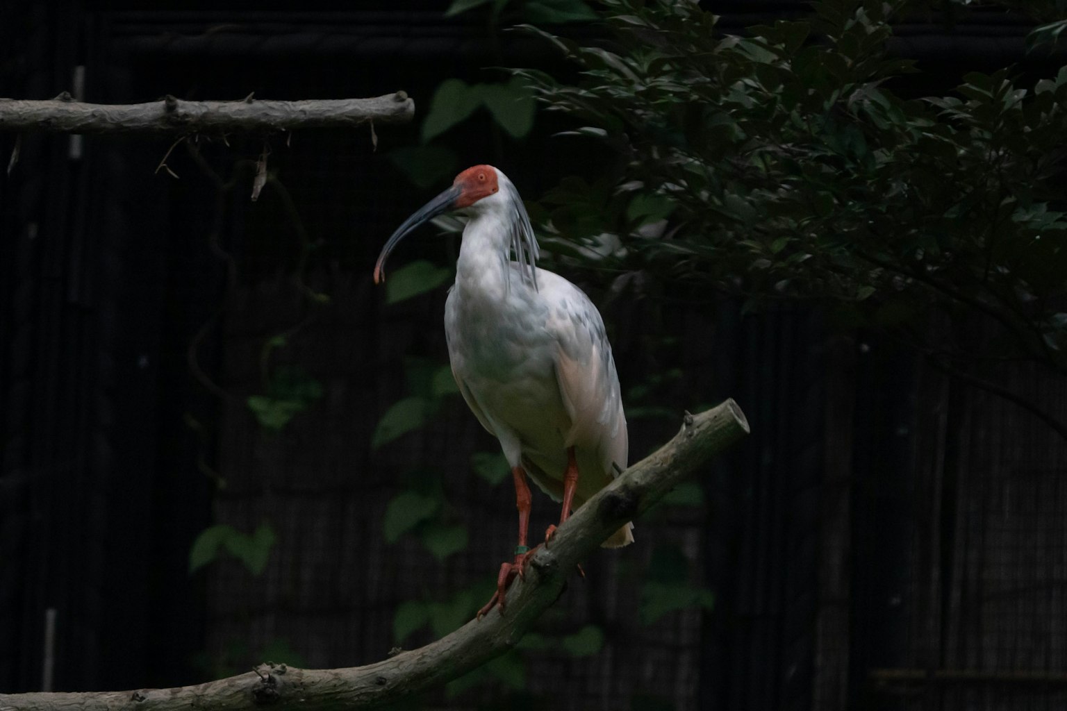 Ein weißer Vogel sitzt auf einem Ast mit rotem Gesicht und langem Schnabel