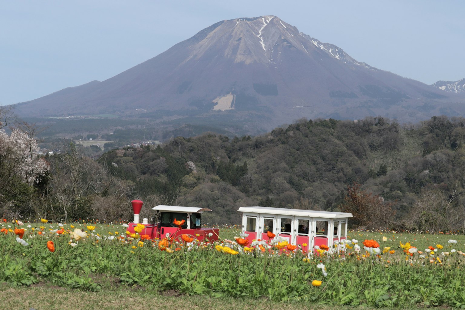 五彩繽紛的花田與紅色火車和背景中的雪山