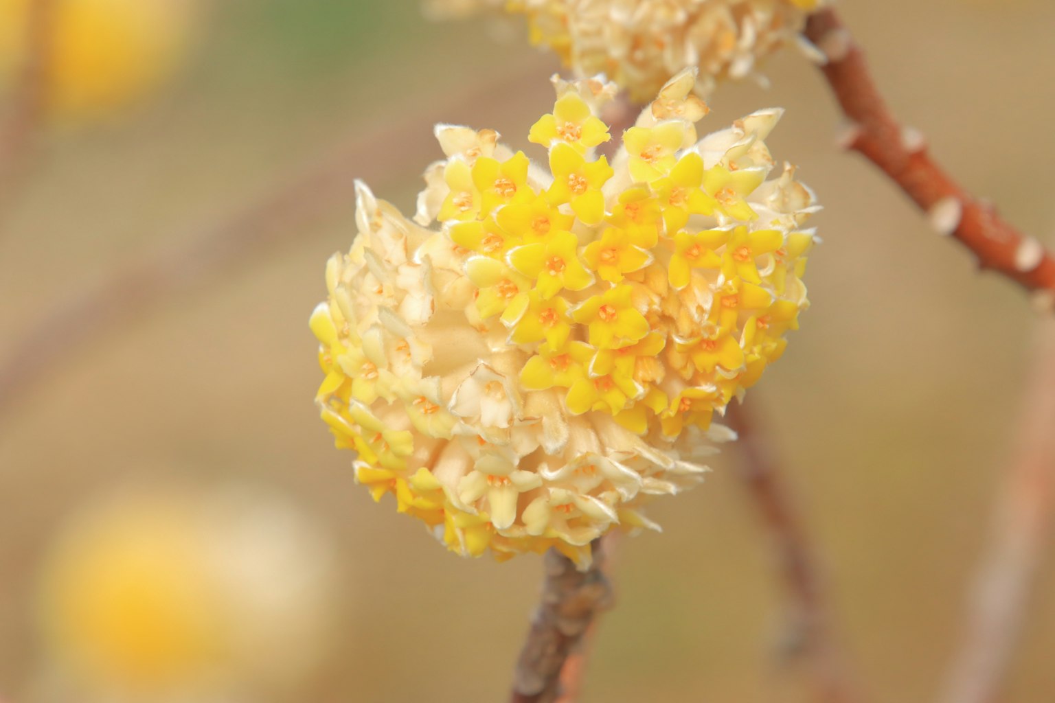 Gros plan d'une branche avec des fleurs jaunes en fleurs