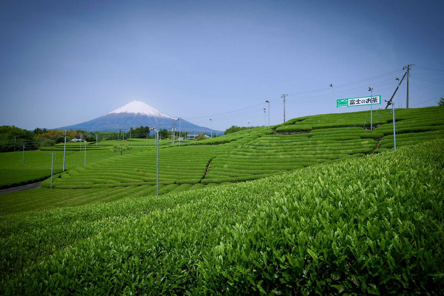 Üppige grüne Teefelder mit Blick auf den Fuji