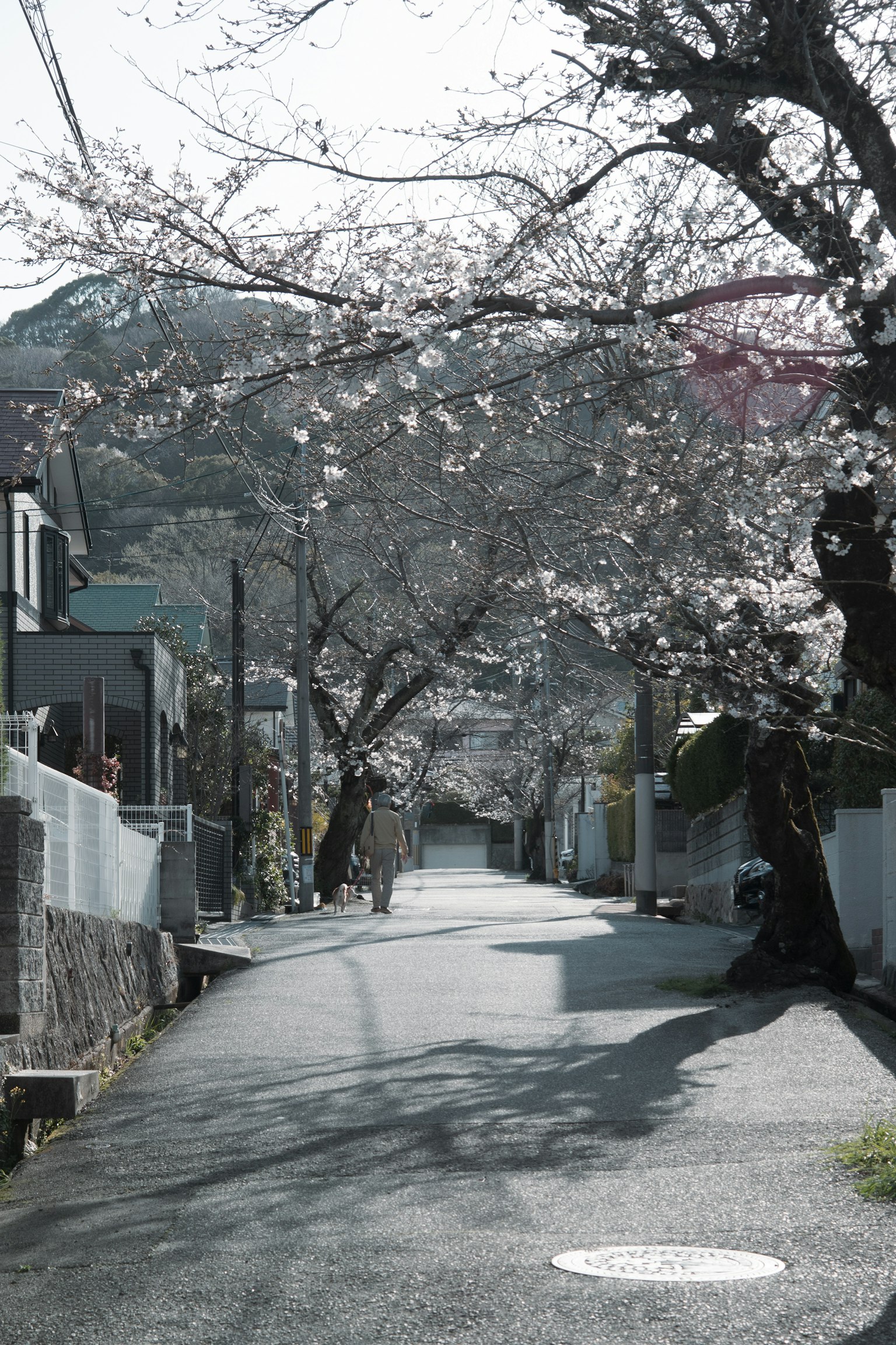 Scena di una strada tranquilla fiancheggiata da alberi di ciliegio in fiore