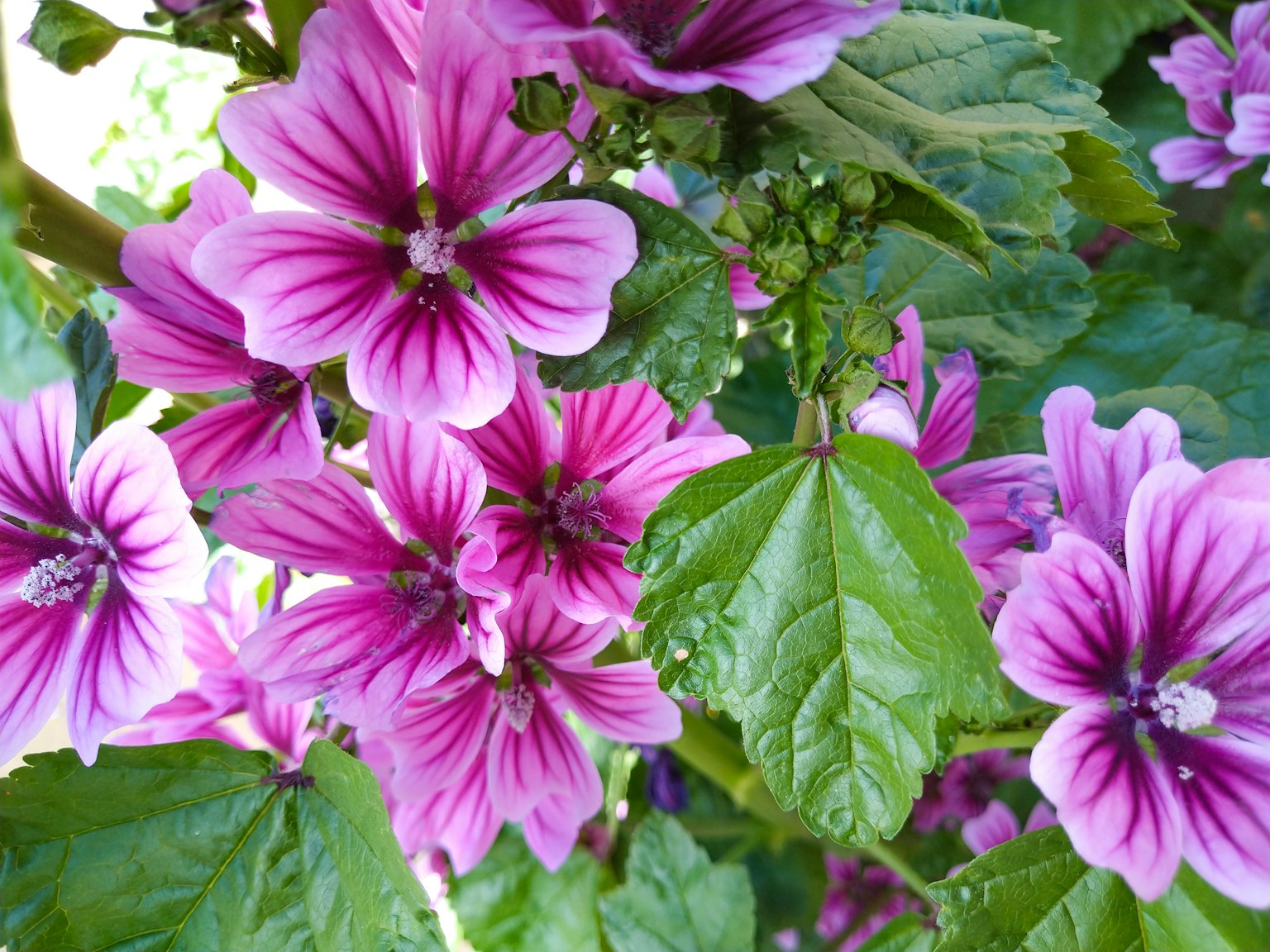 Gros plan de belles fleurs aux pétales violets et aux feuilles vertes