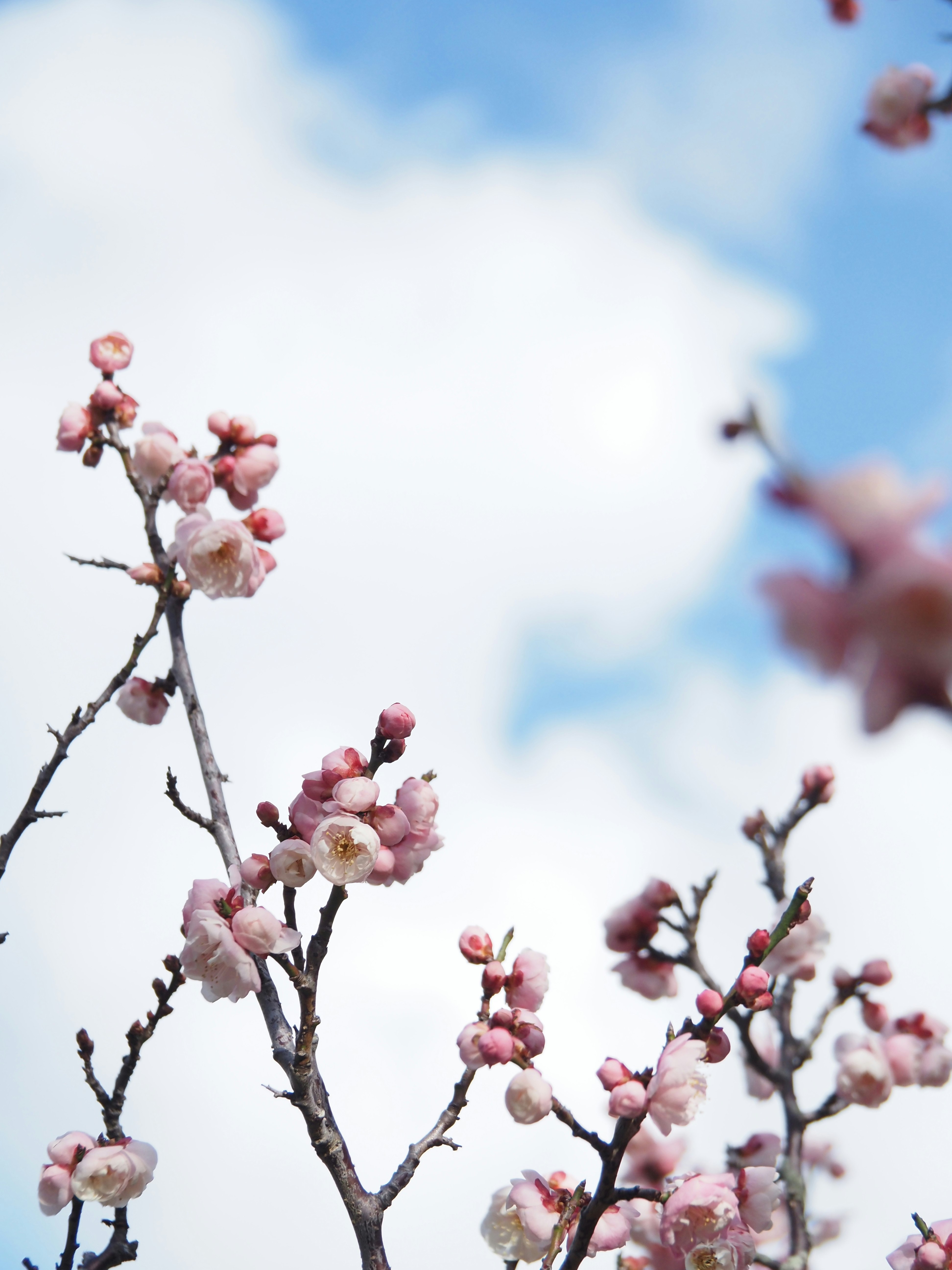 Pflaumenblüten an einem Zweig vor blauem Himmel