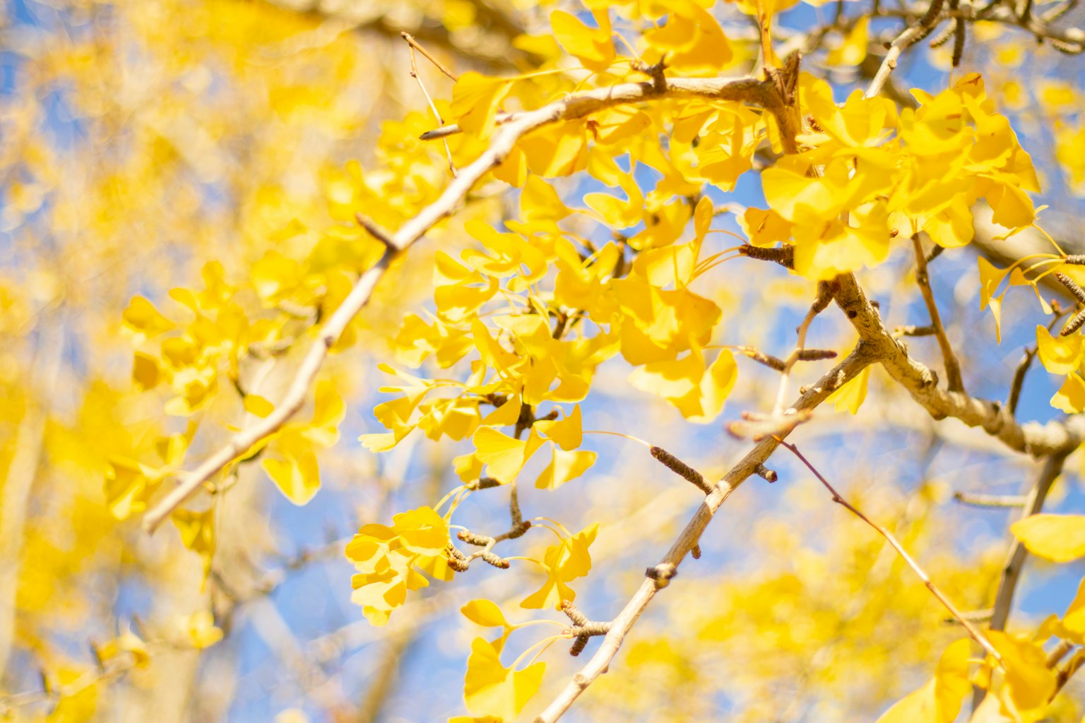Primo piano di rami di albero con fiori gialli brillanti su sfondo blu