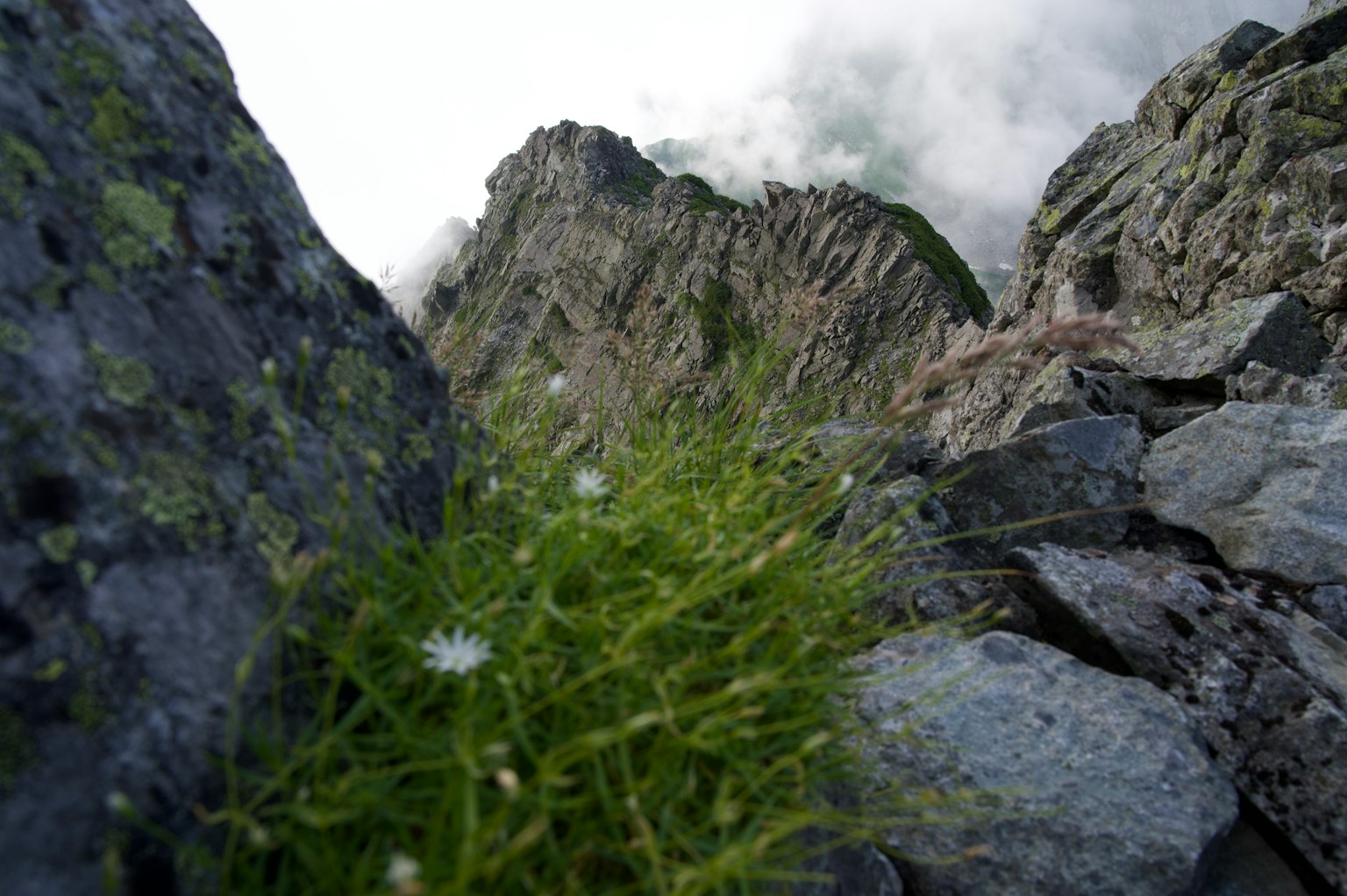 Plantes vertes avec des fleurs blanches poussant parmi des rochers dans un paysage montagneux