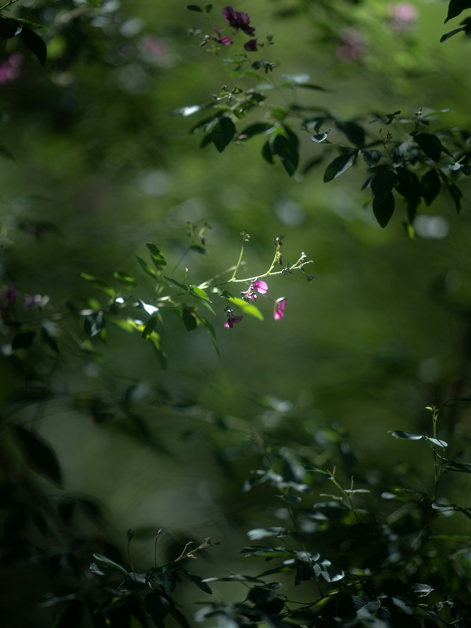 Nụ hoa tím nhìn thấy giữa lá xanh với ánh sáng mềm mại