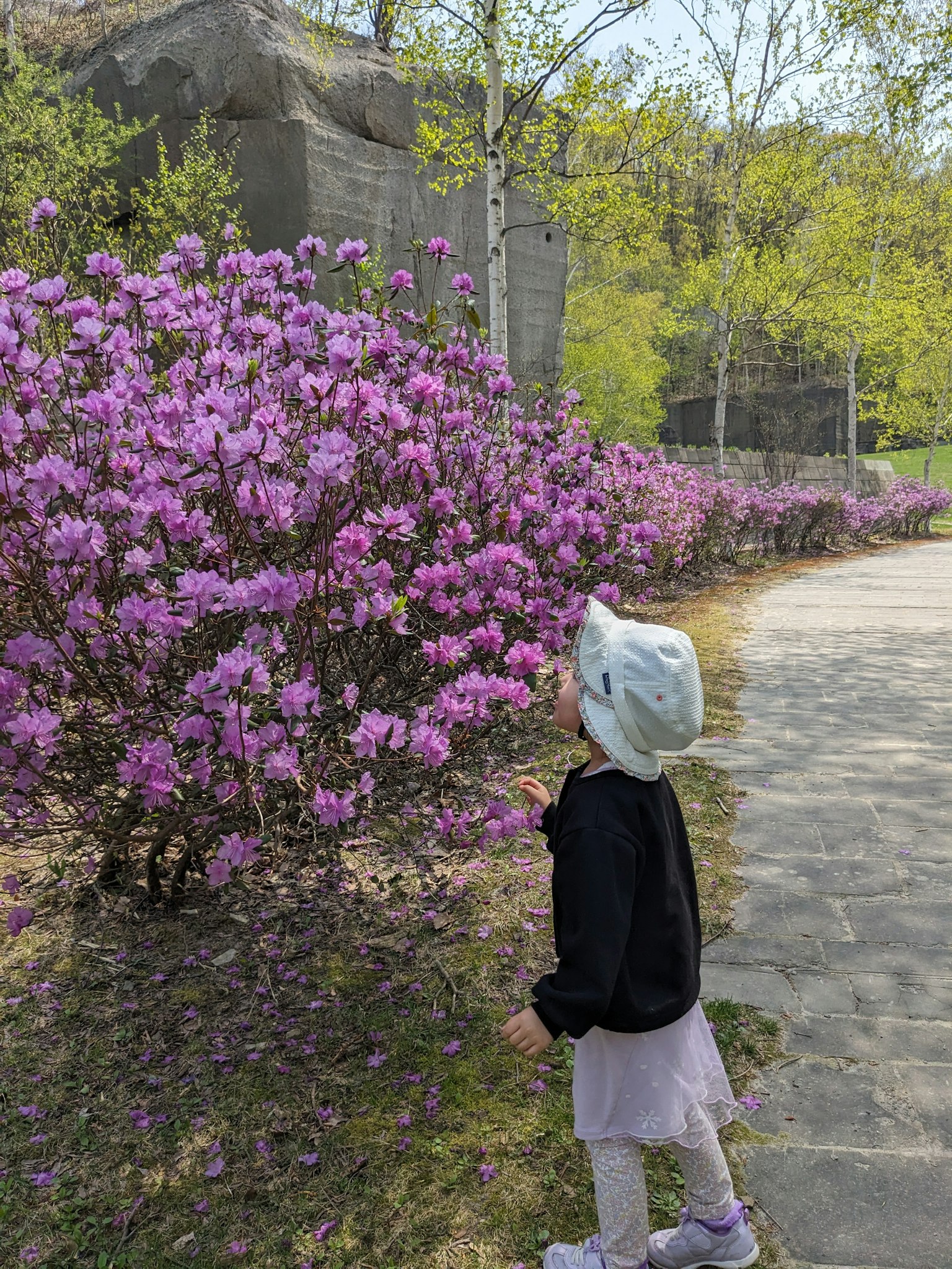 Anak mengagumi bunga pink cerah di sepanjang jalan