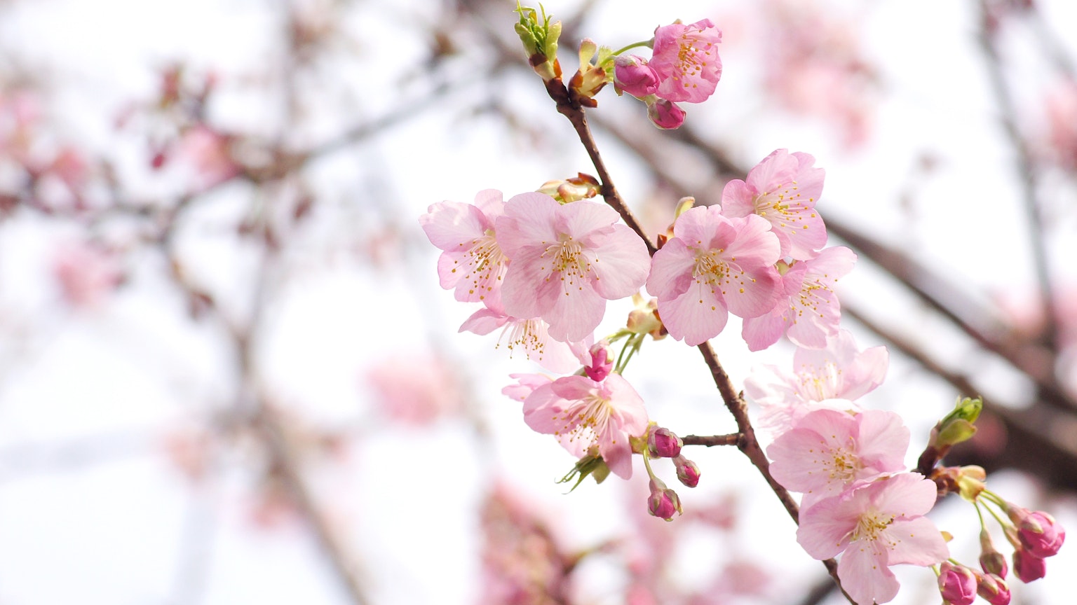 Close-up of cherry blossom flowers on a branch with a bright sky background