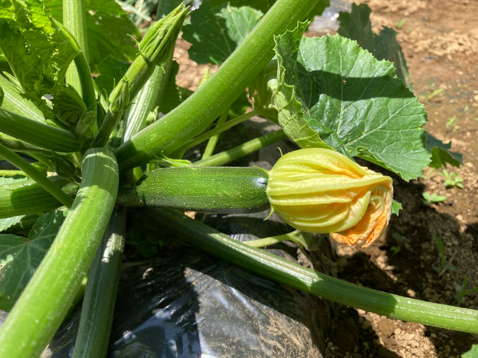 绿色西葫芦植物，带有黄色花朵和幼果