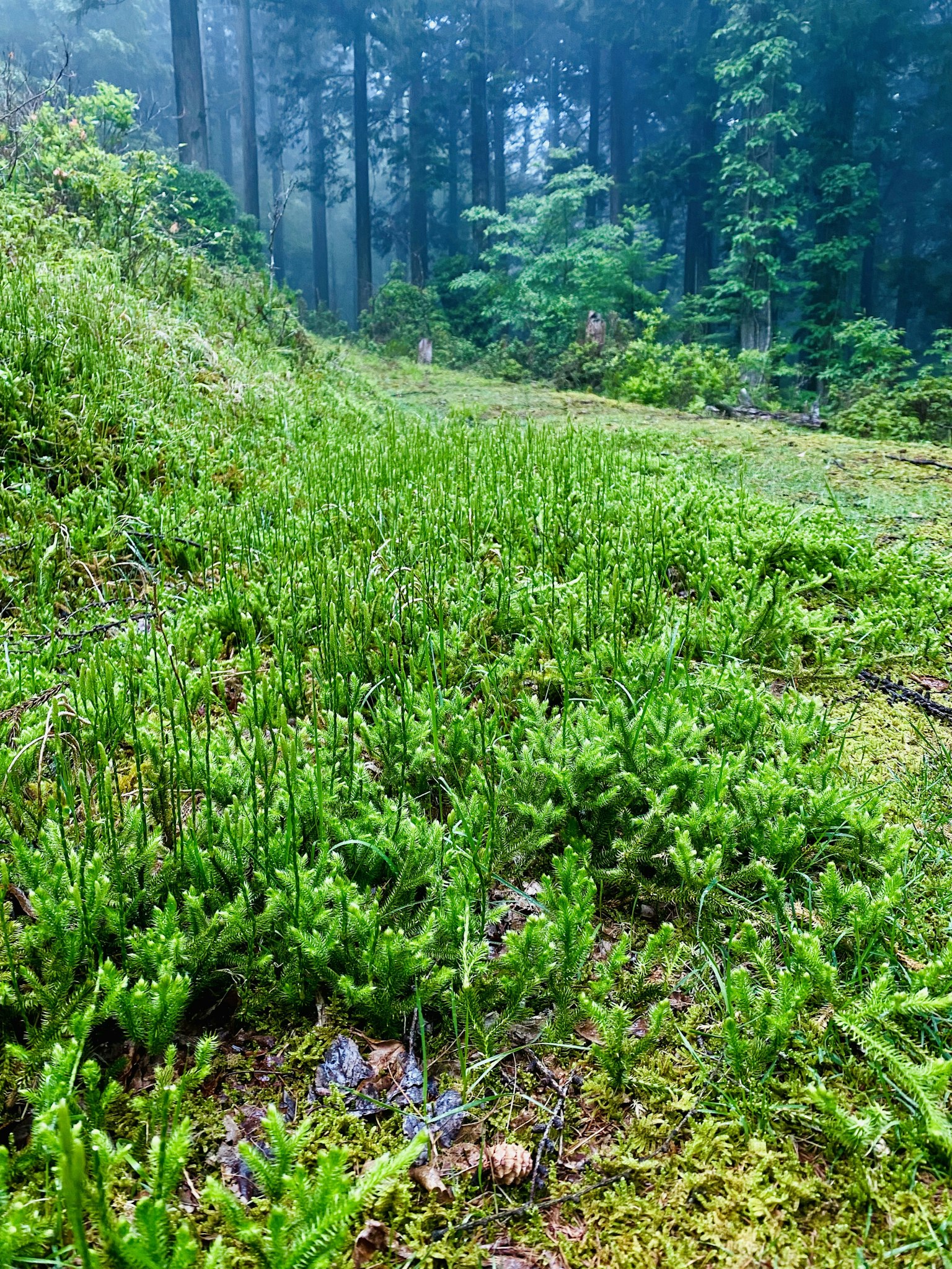photo-p43wDhQB6oaICElkar24-image