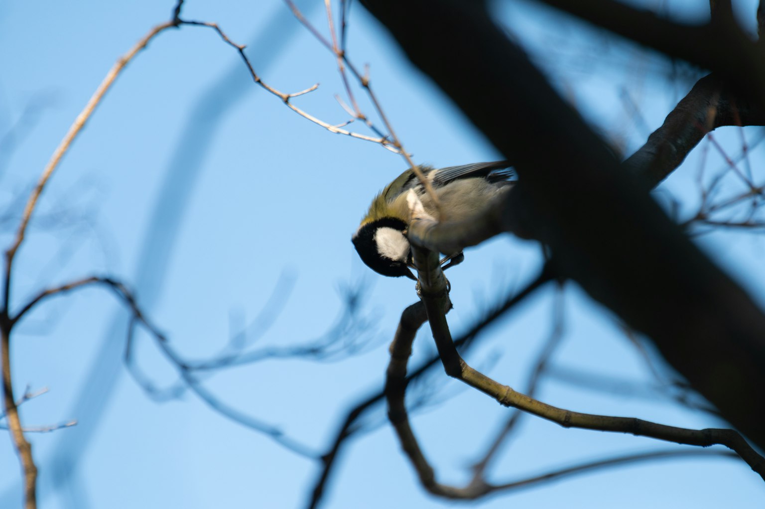 Ein kleiner Vogel sitzt auf einem Ast unter einem blauen Himmel