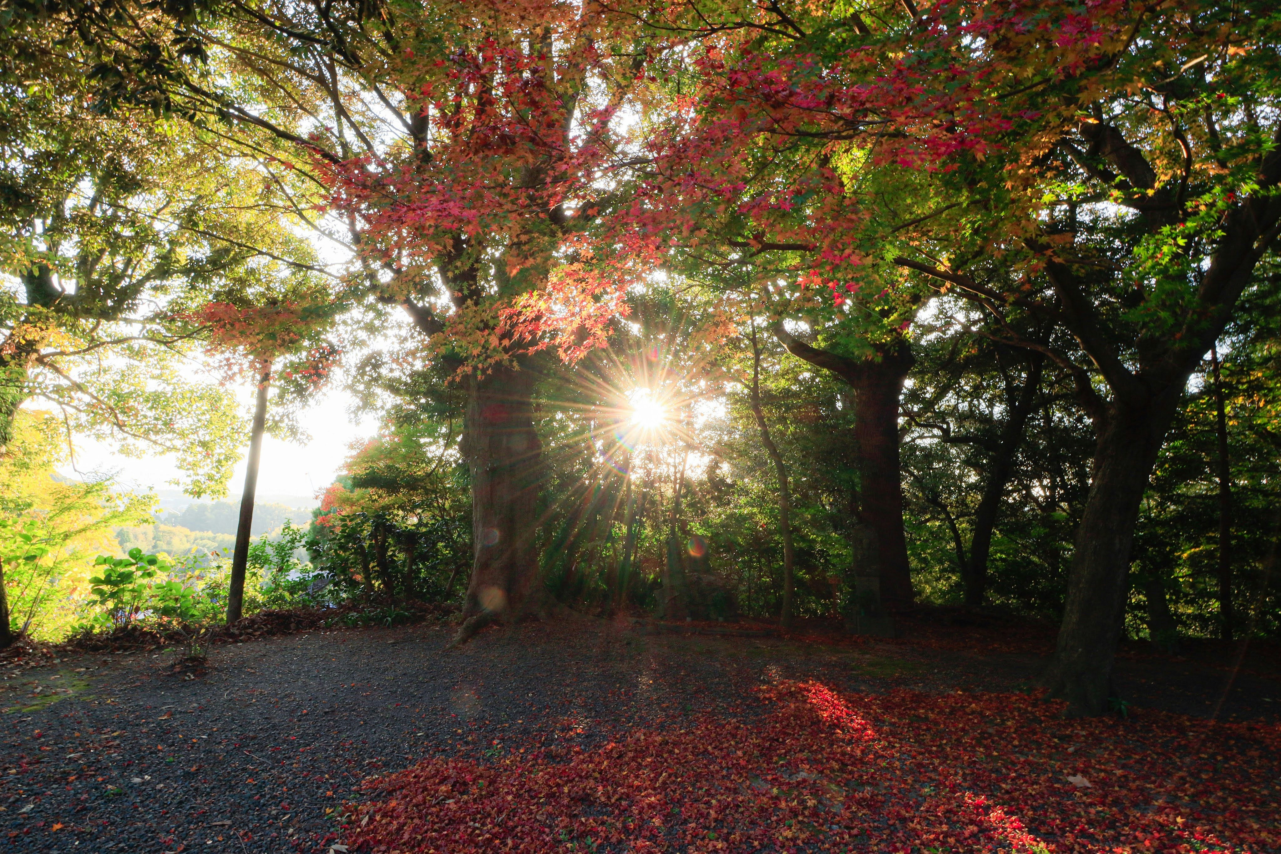 紅葉の並木道と木々の間から差す朝日