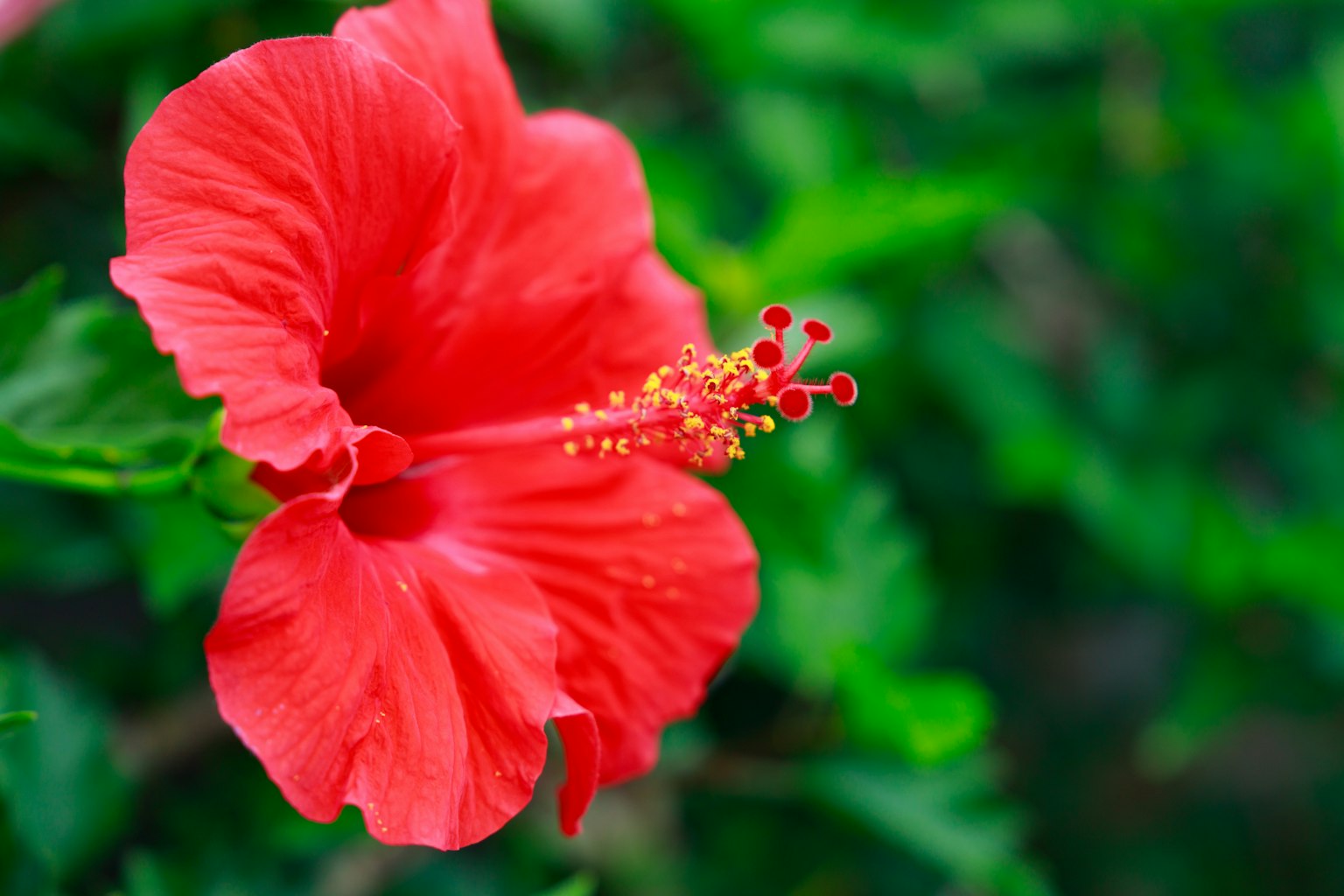 Hoa hibiscus đỏ tươi nở giữa những chiếc lá xanh