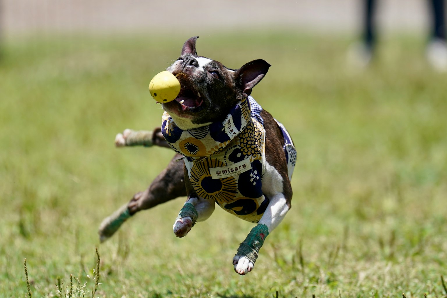 Anjing melompat untuk menangkap bola kuning di lapangan rumput