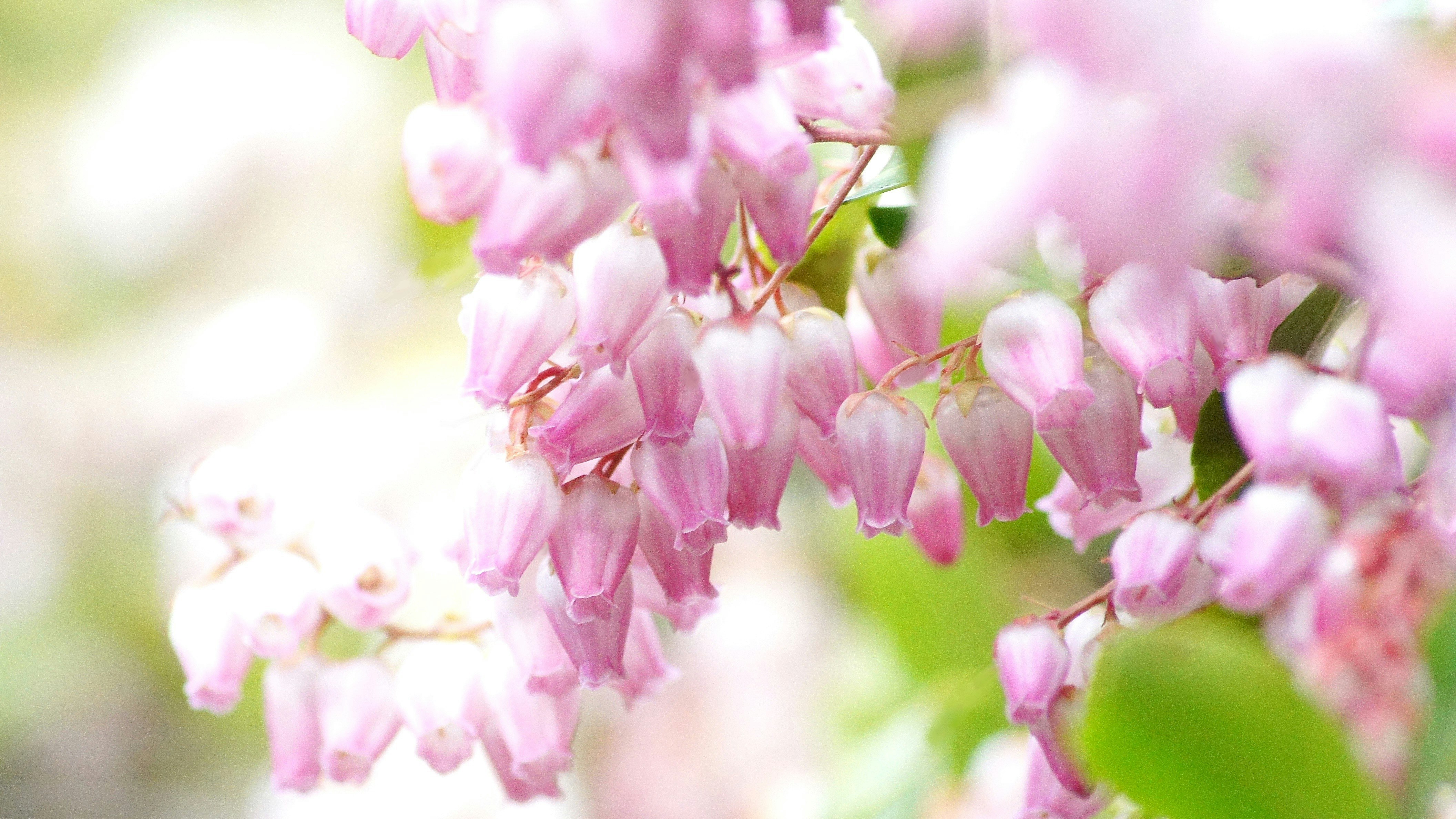 アセビの花が咲く小枝のクローズアップ