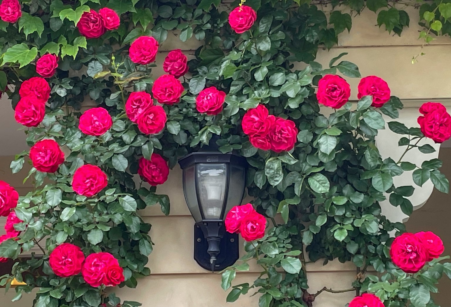Wand geschmückt mit roten Rosen um eine Laterne