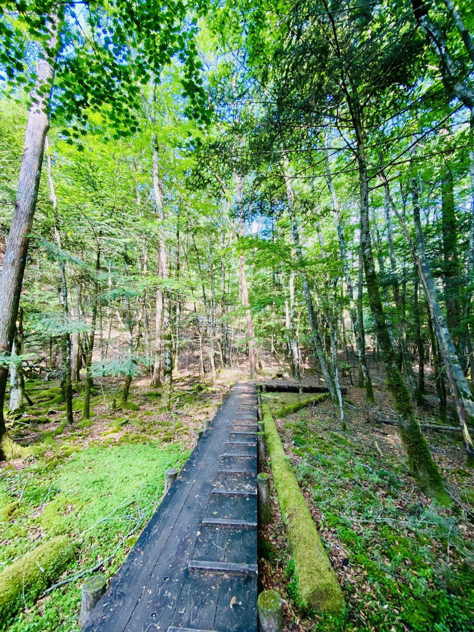 Sentiero in legno attraverso una foresta lussureggiante