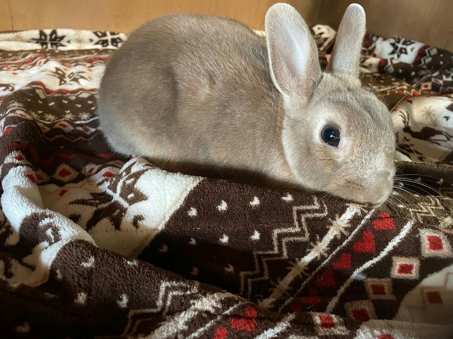 A small gray rabbit resting on a patterned blanket with rich colors
