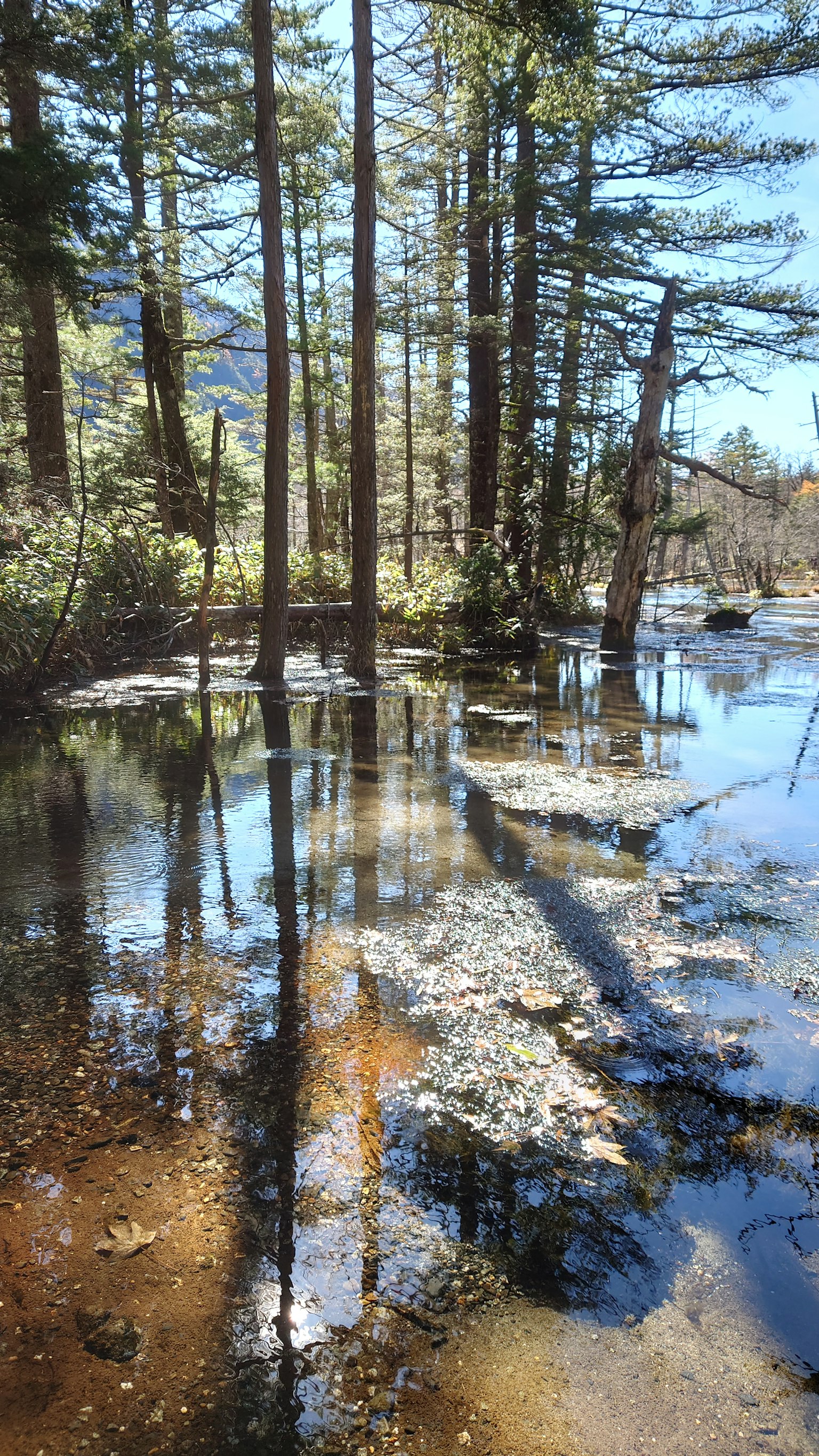 Malersicher Blick auf Bäume, die sich im Wasser mit blauem Himmel spiegeln