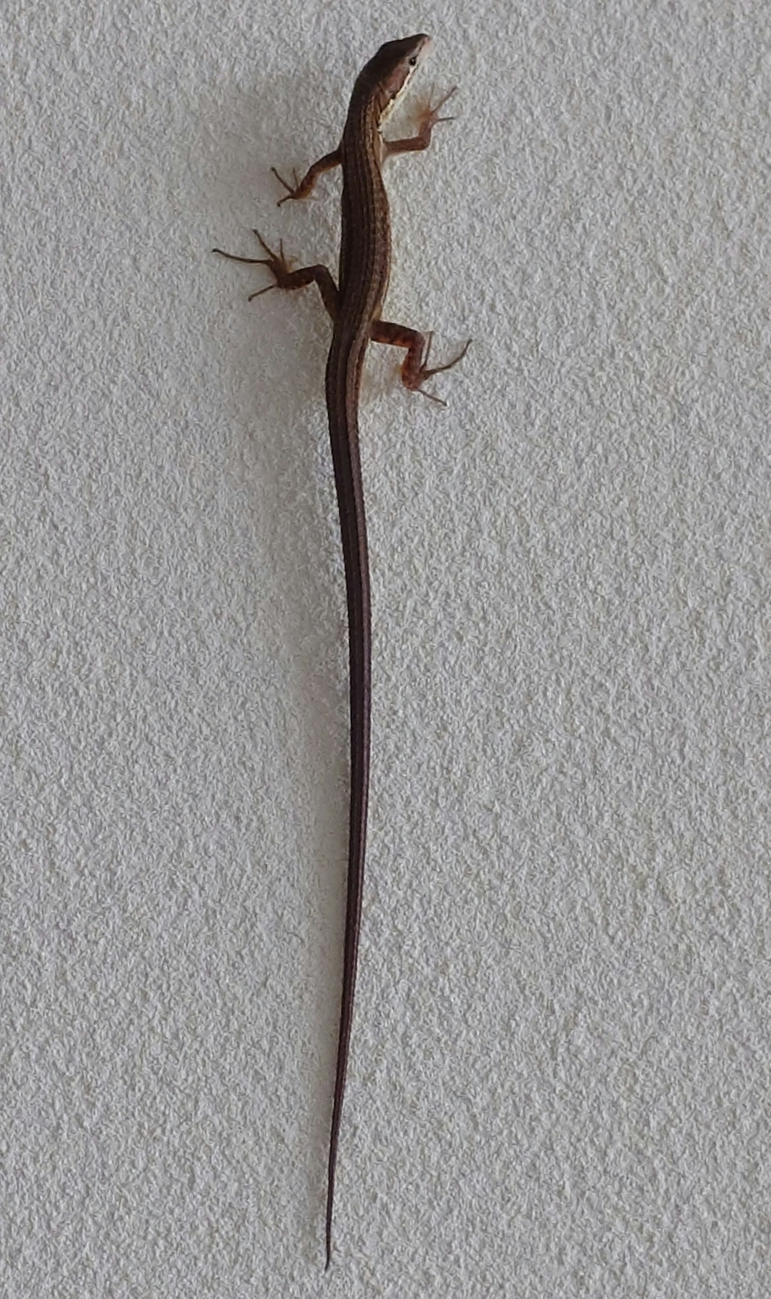 A slender lizard climbing vertically on a wall