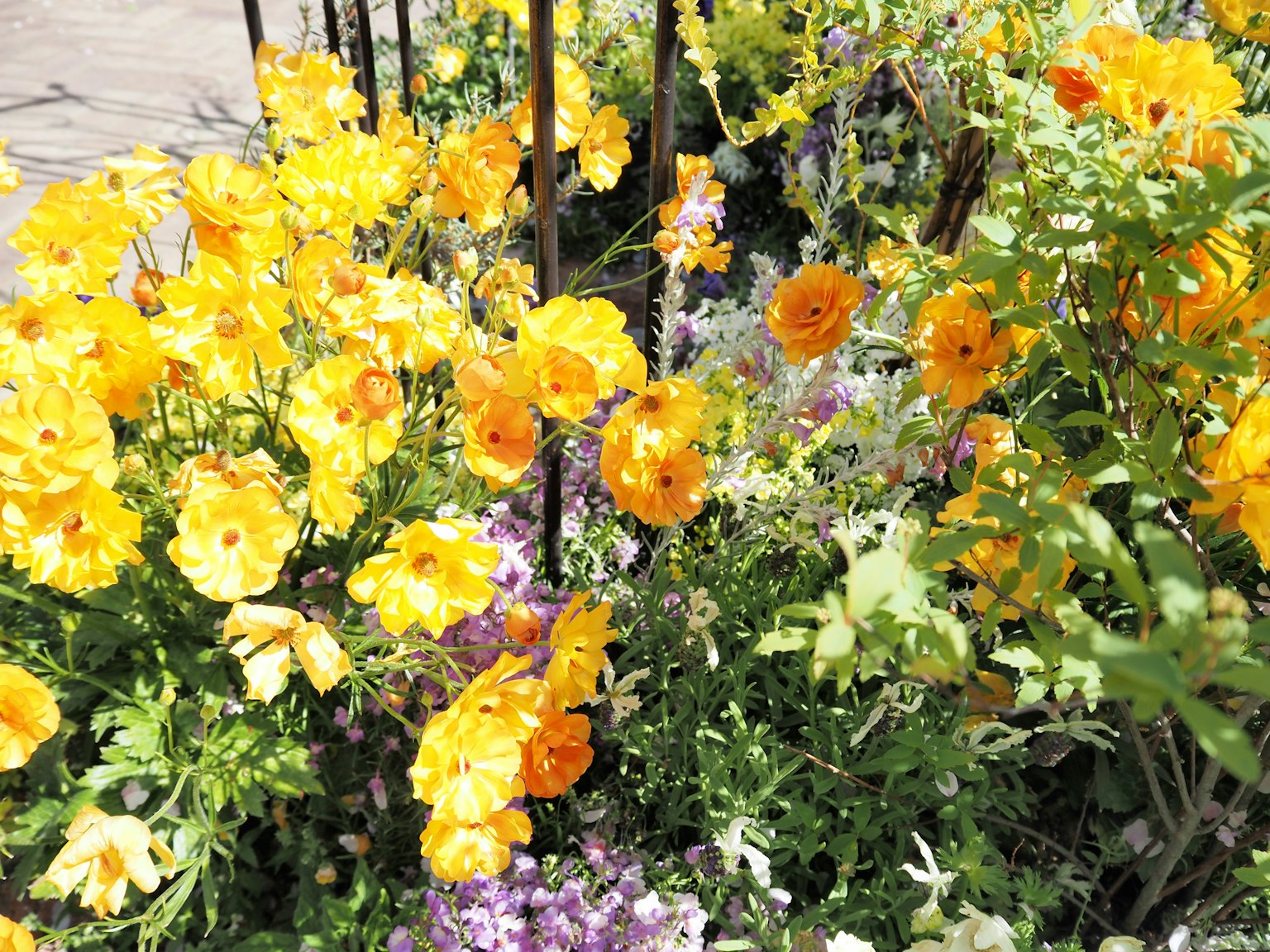 Flores amarillas vibrantes floreciendo en un jardín