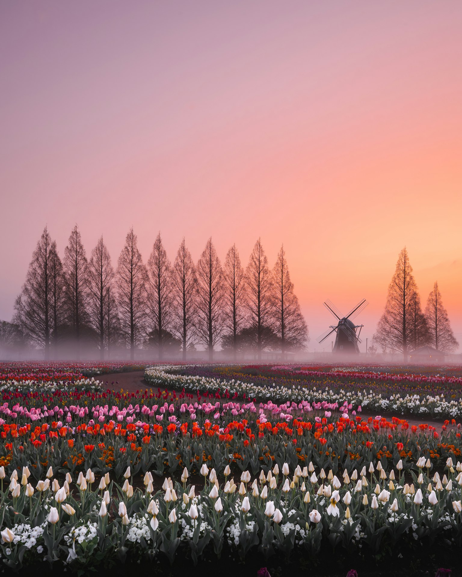 Wunderschöne Landschaft mit Tulpenfeldern und einer Windmühle bunte Blumen breiten sich in der Dämmerung aus