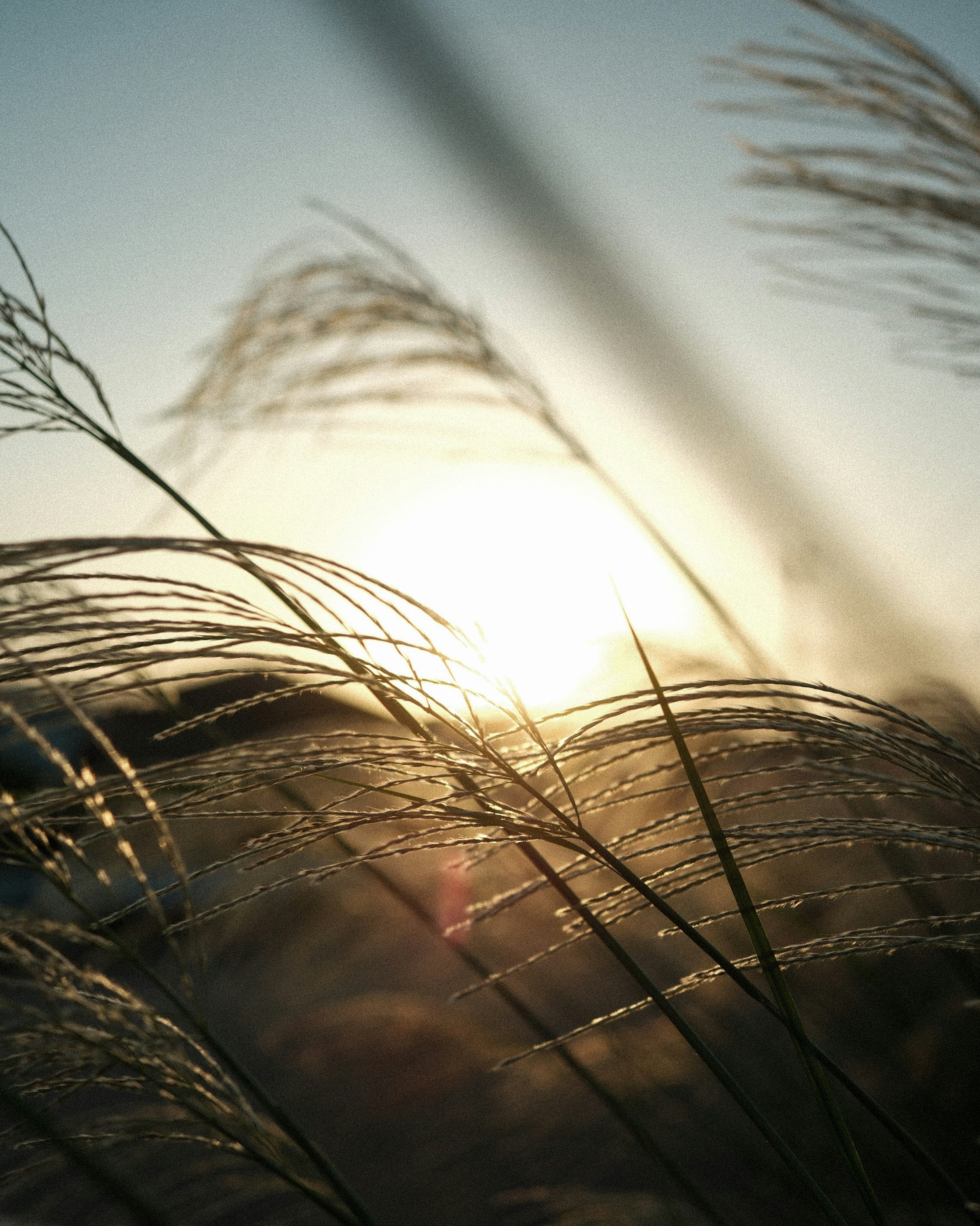 Canne di pampas autunnali che ondeggiano al crepuscolo